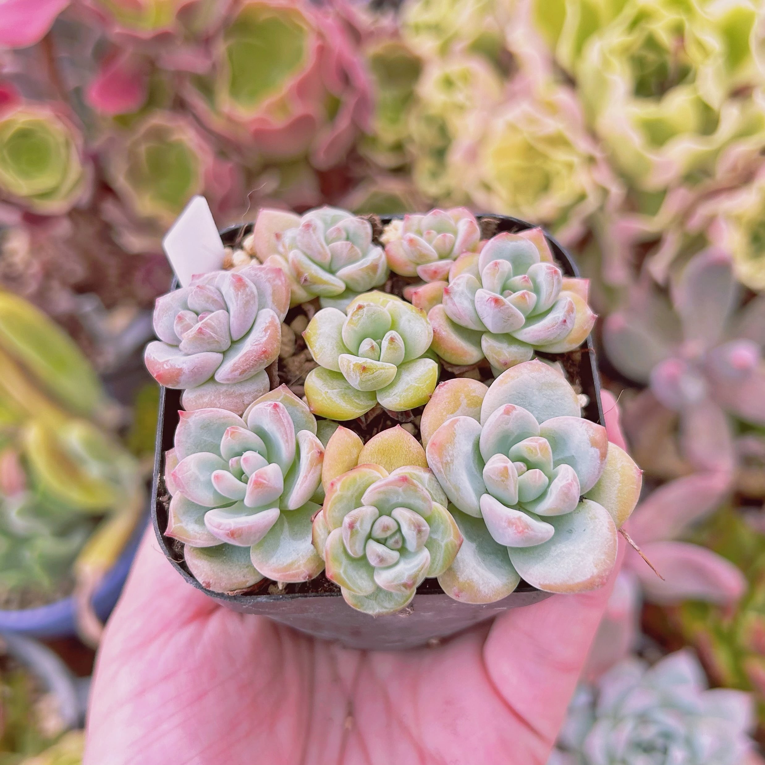 1018-fw100新品種 エルサHyb20個 多肉植物 エケベリア | 多肉植物 るる