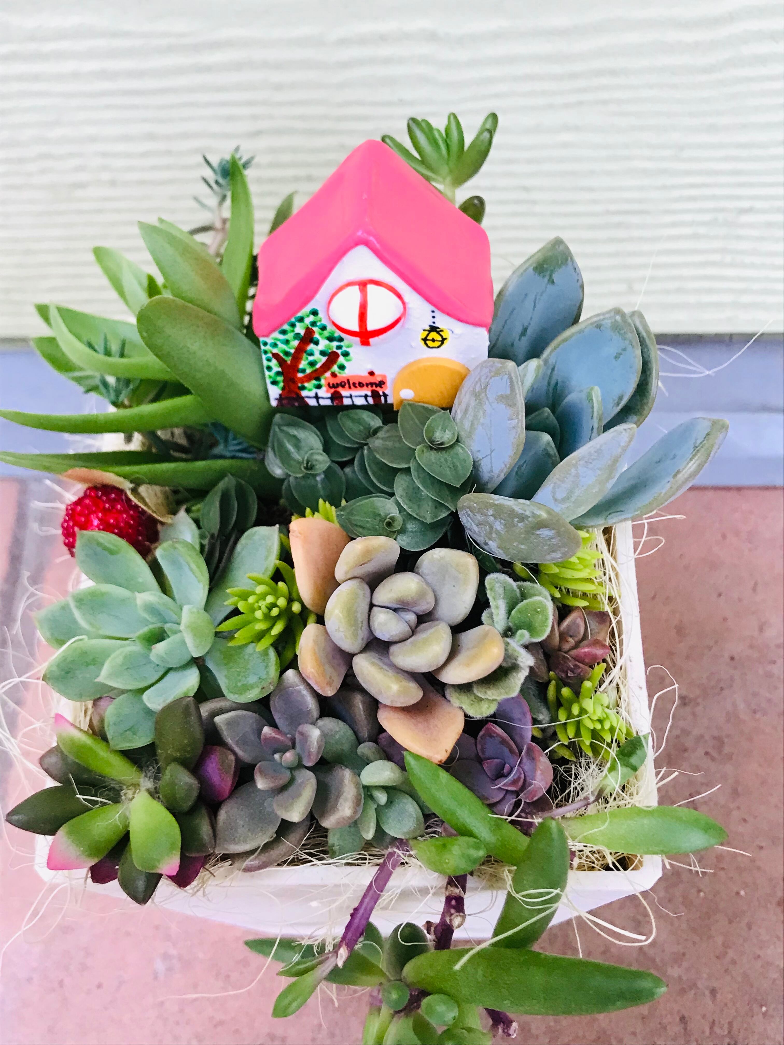 多肉植物寄せ植え 四角い鉢 工房アプリコット 寄せ植えの通販