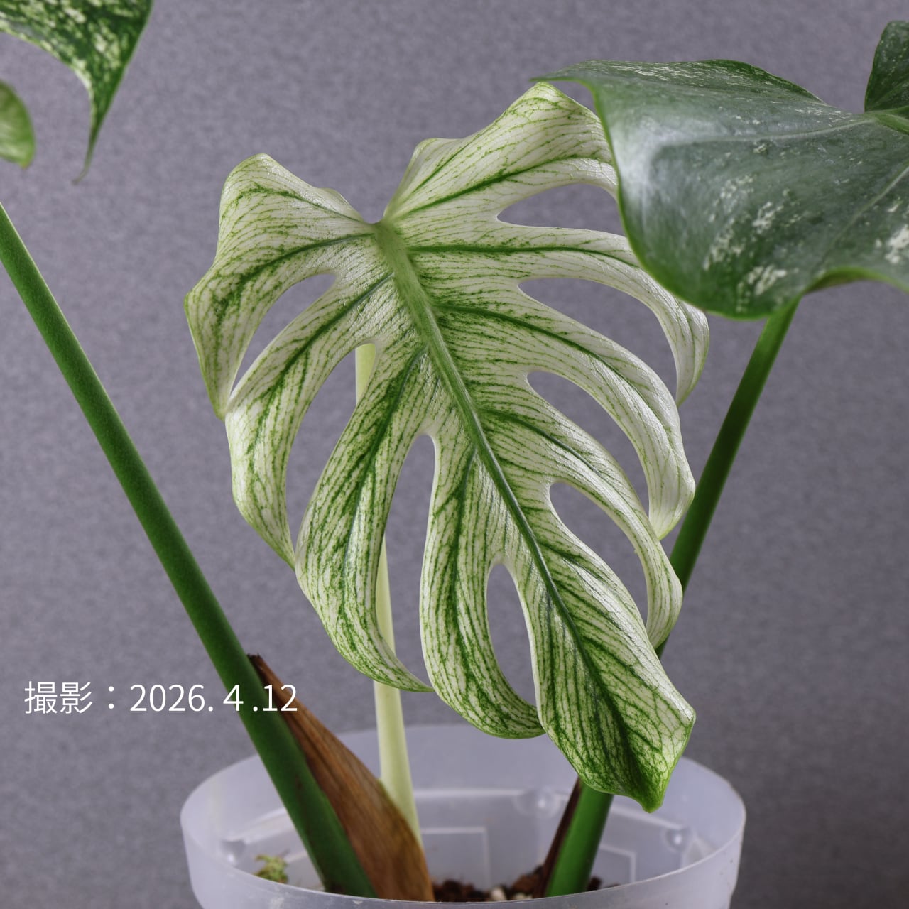 K62モンステラ・デビルモンスター デリシオーサ MONSTERA Deliciosa