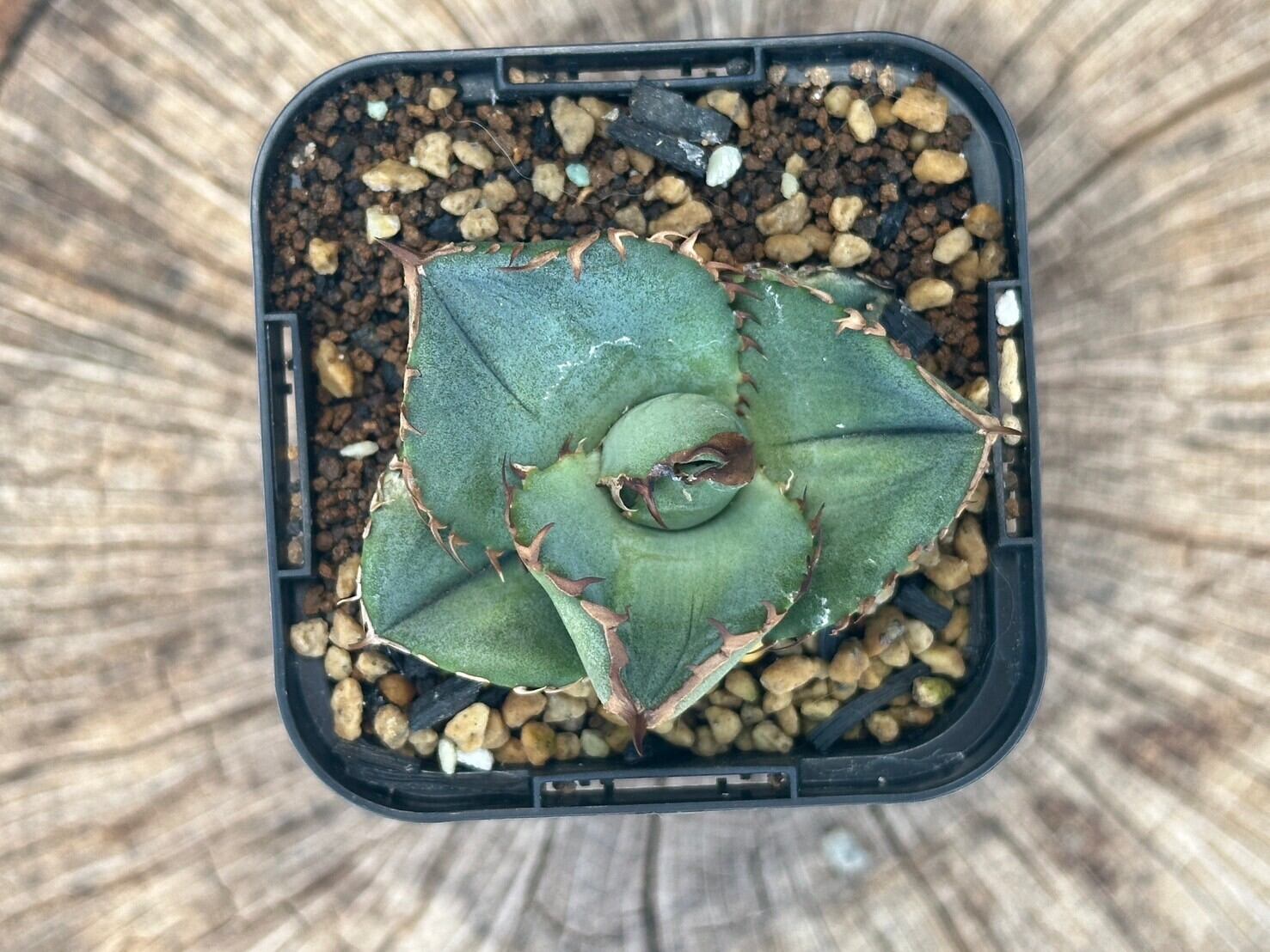 【C-3 】oteroi seedling ①