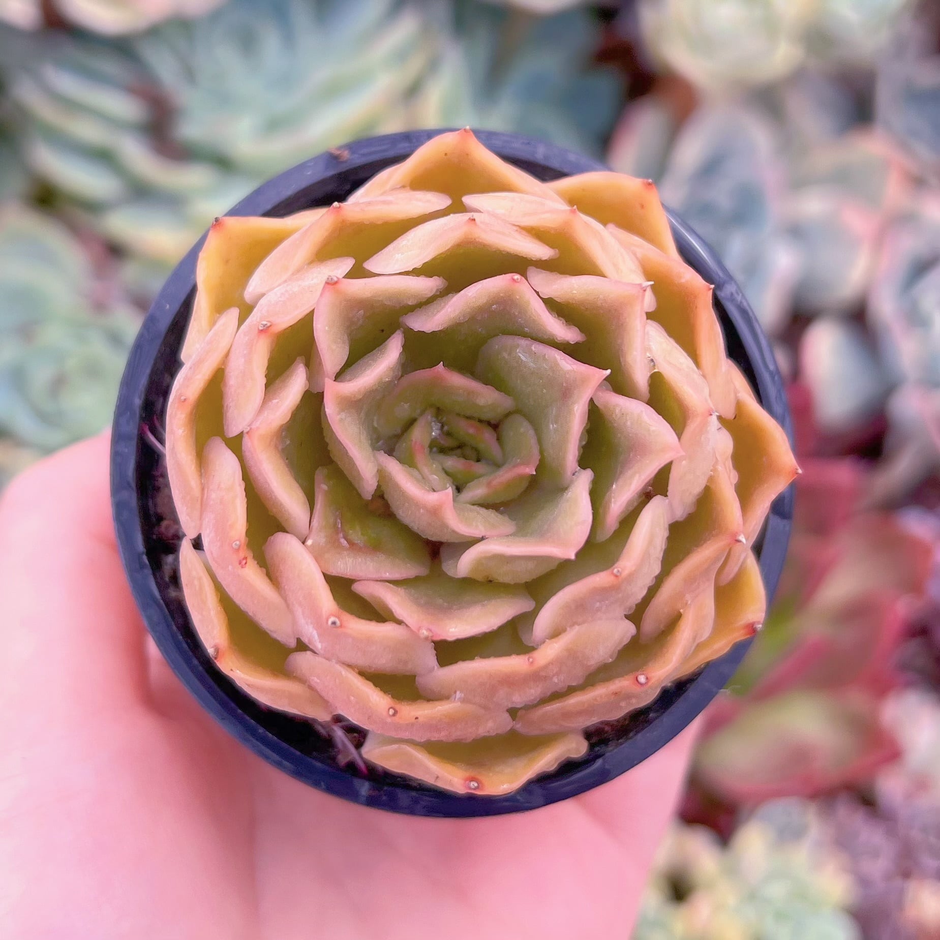 現品　Kiss#689　るる農園