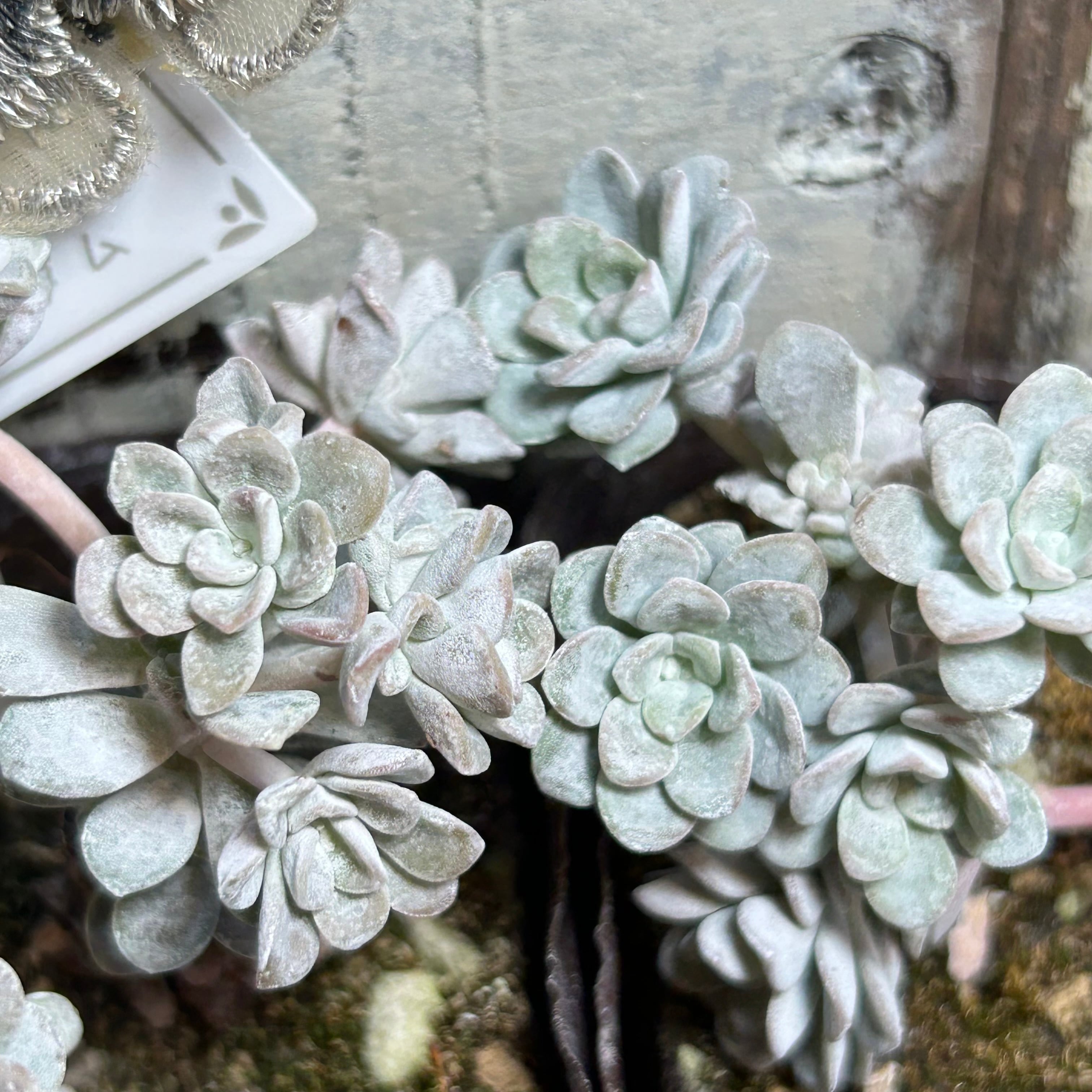 白雪ミセバヤ(訳あり2点セット) | RuPo 多肉植物専門店