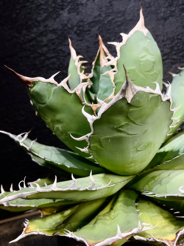 アガベ・Fo-76 NONAME「t-3」