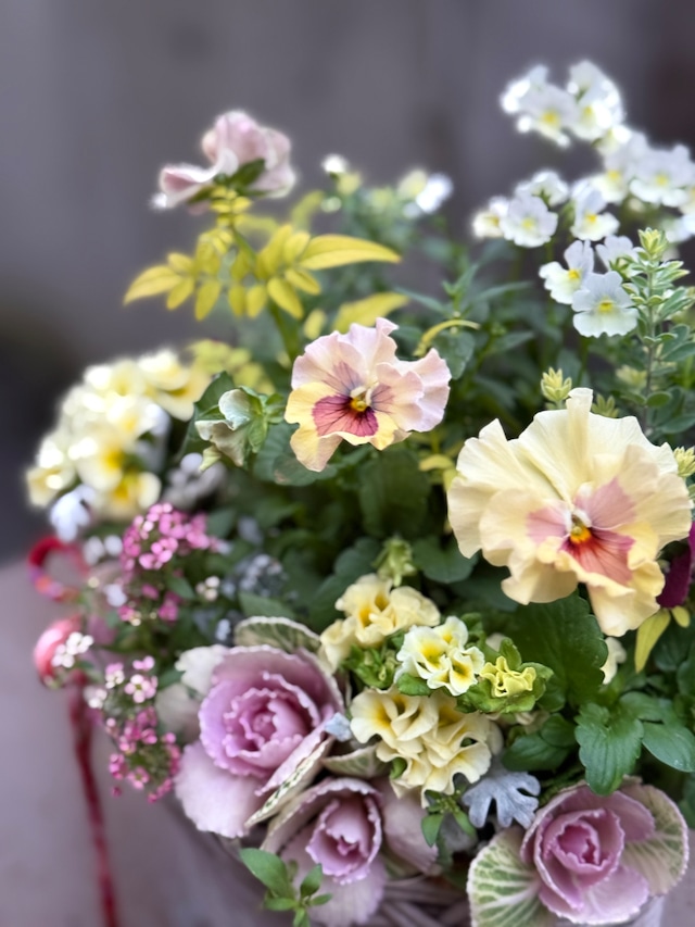 お正月から春まで楽しめる  ギャザリング寄せ植え バスケットC