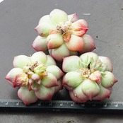 抜き苗 フロリディティ 標準サイズ Echeveria 'Floridity'