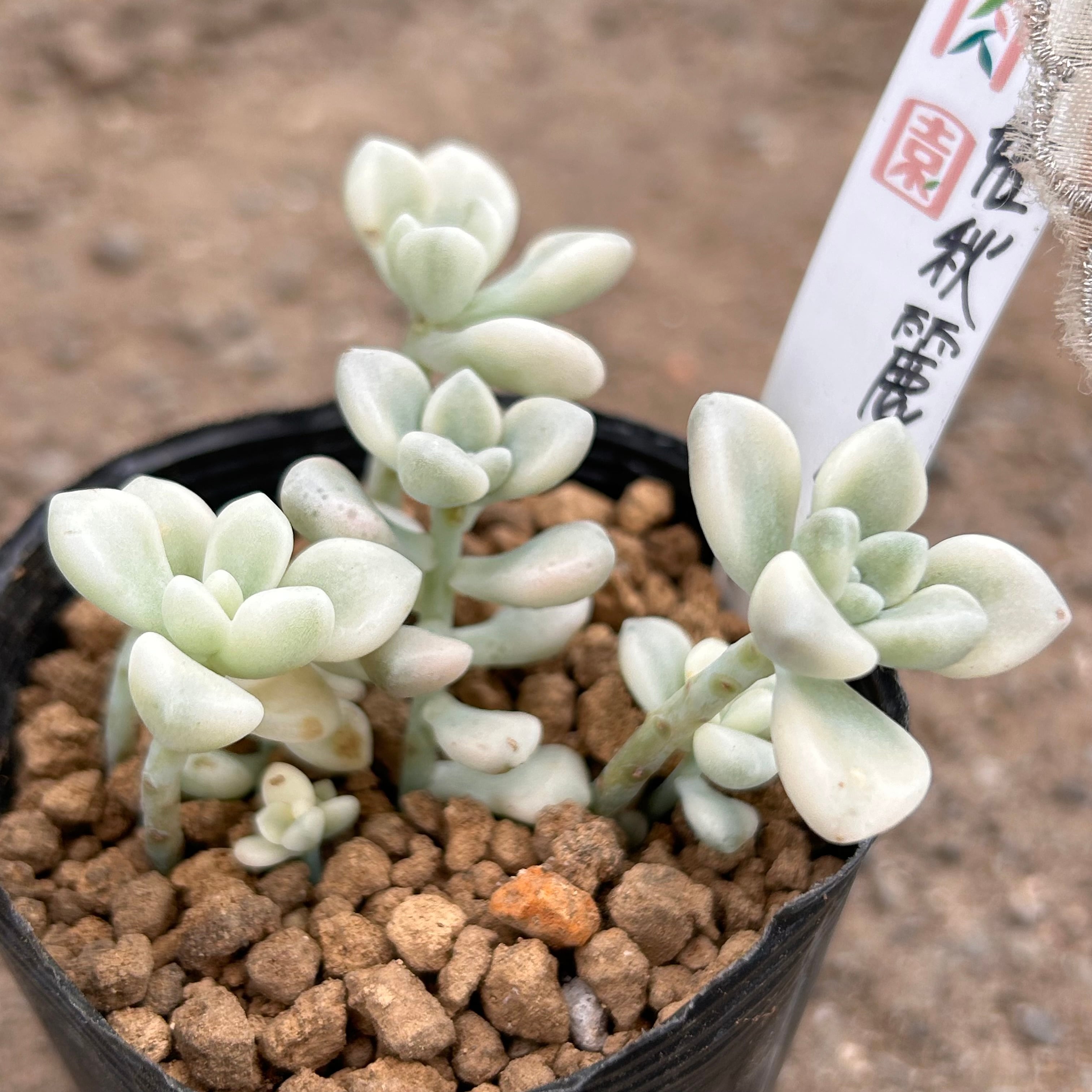 多肉植物 だるま姫秋麗錦 カット（発根あり）⚠軒下の為 状態確認 必須 だるま姫秋麗錦 | RuPo 多肉植物専門店