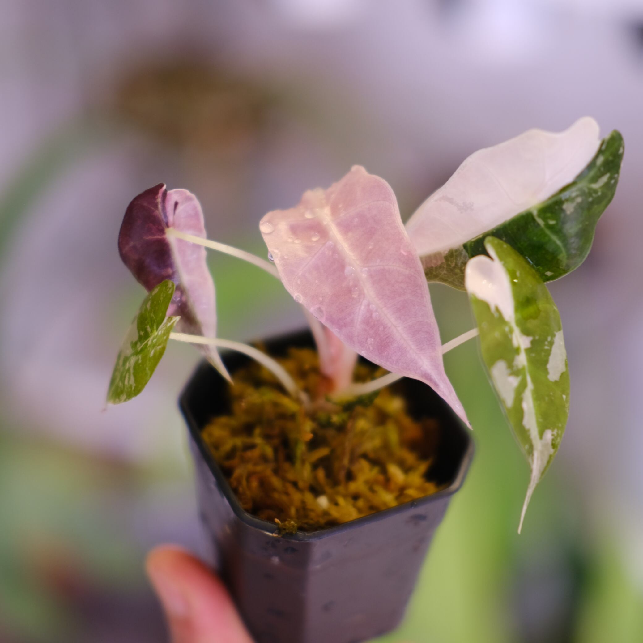 Alocasia Polly Pink Variegatedアロカシア・ポリー・ピンク