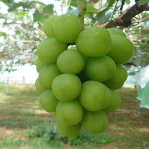 シャインマスカット 贈答用 約2kg（3～5房入）