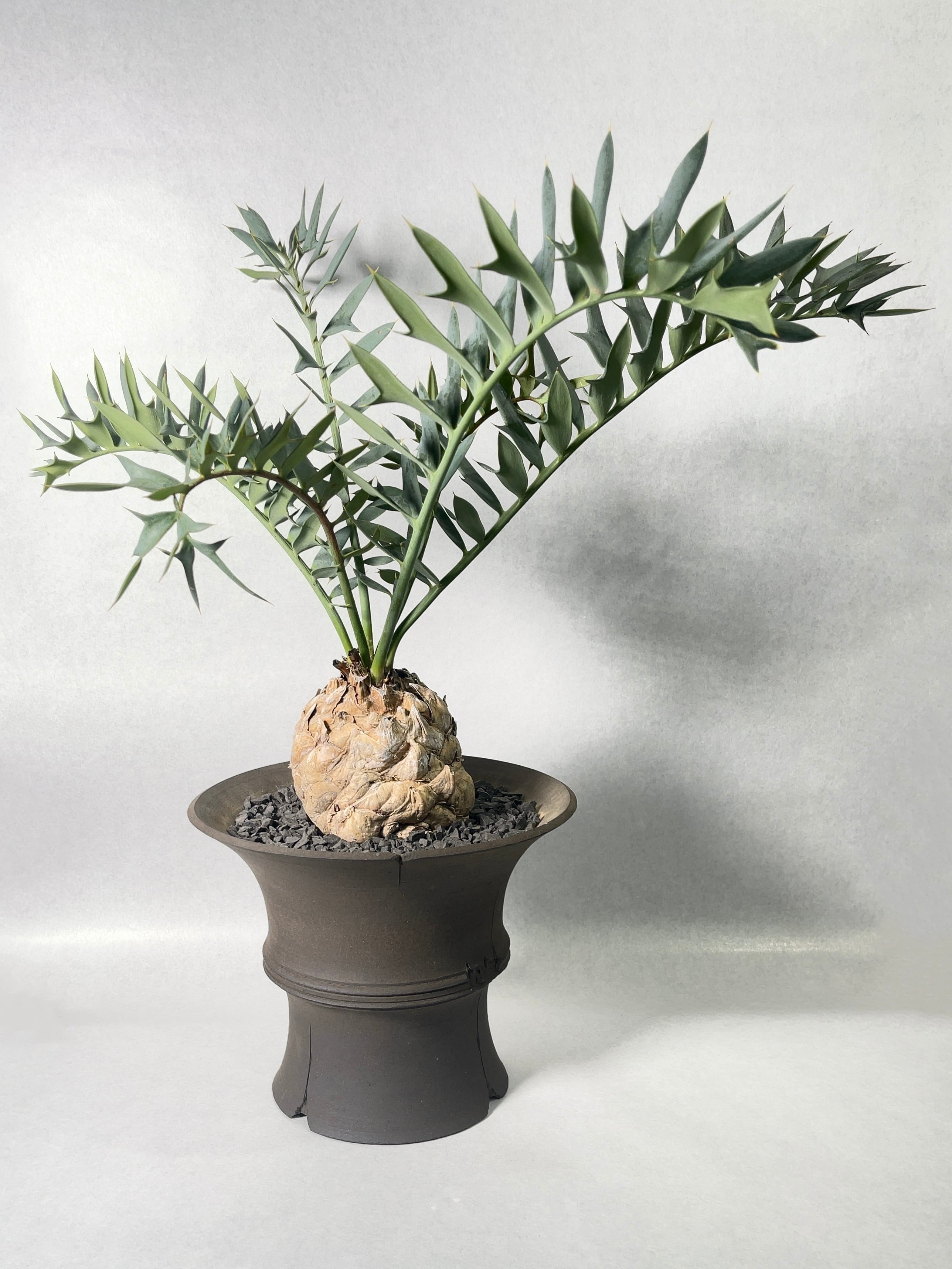 エンセファラルトス　ホリダス　　発根済み エンセファラルトス ホリダス encepharaltos horridus 16.5cm 発根済み