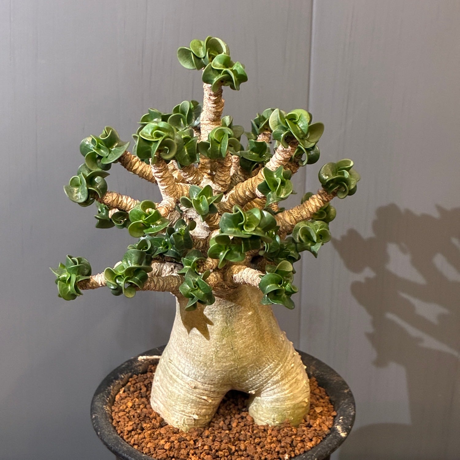 新着3日限定10%OFF】アデニウム 獅子葉 アラビクム【043】 | PROTOLEAF