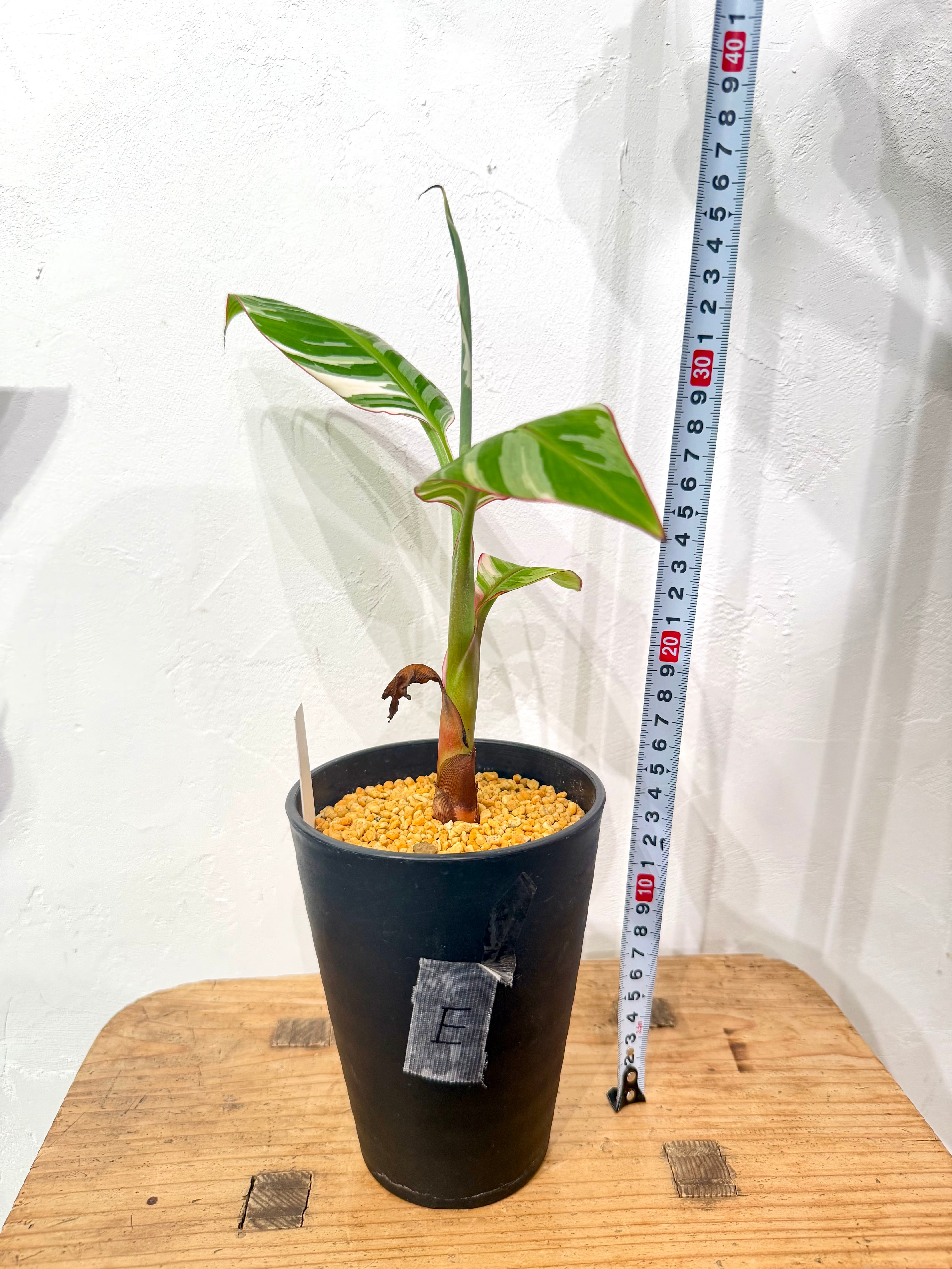 数量限定【超激レア植物E】斑入りのバナナムサアエアエ（ほとんど世に