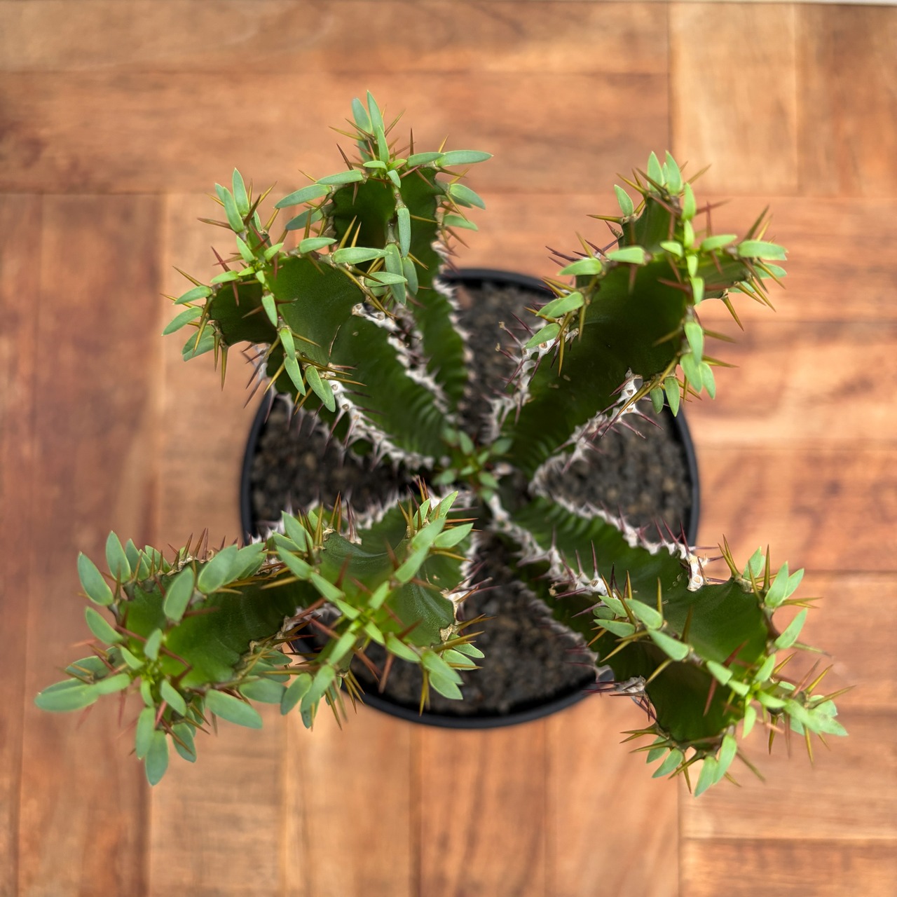 Euphorbia mlanjeana【ユーフォルビア・ムランジーナ】