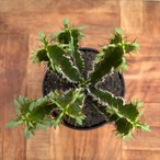Euphorbia mlanjeana【ユーフォルビア・ムランジーナ】
