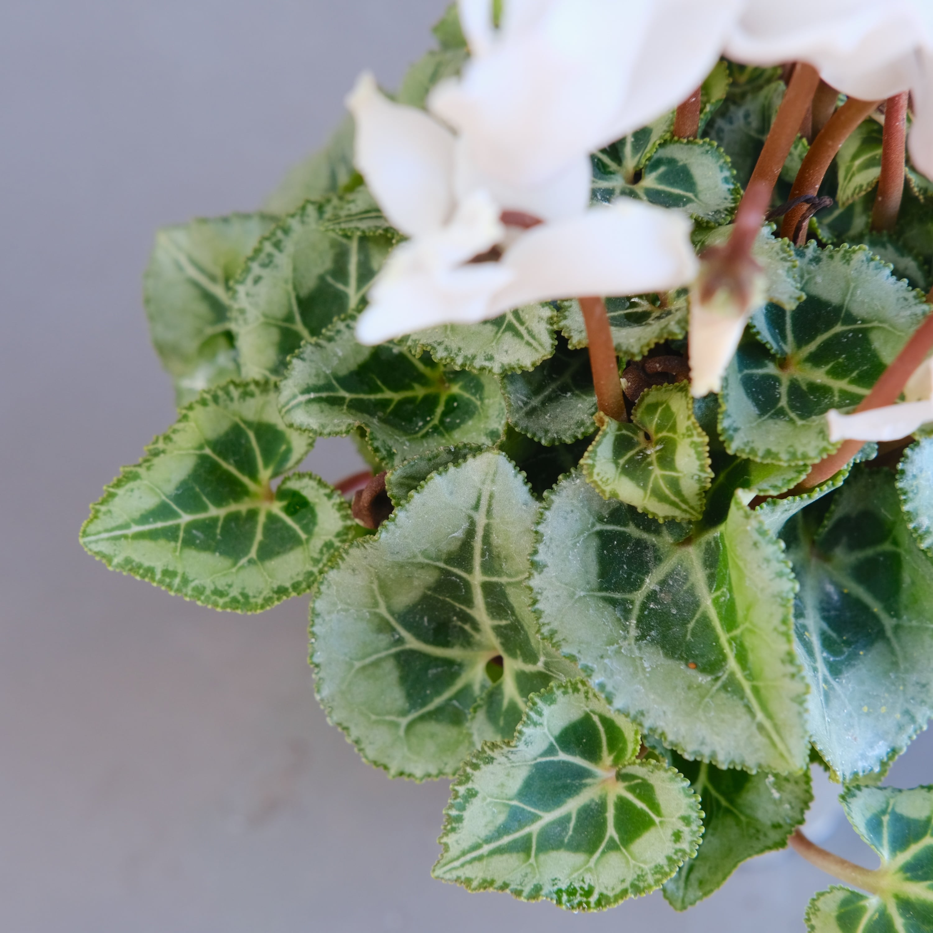 ガーデンシクラメン《 ブランシュネージュ 》軽井沢育ち 3号鉢