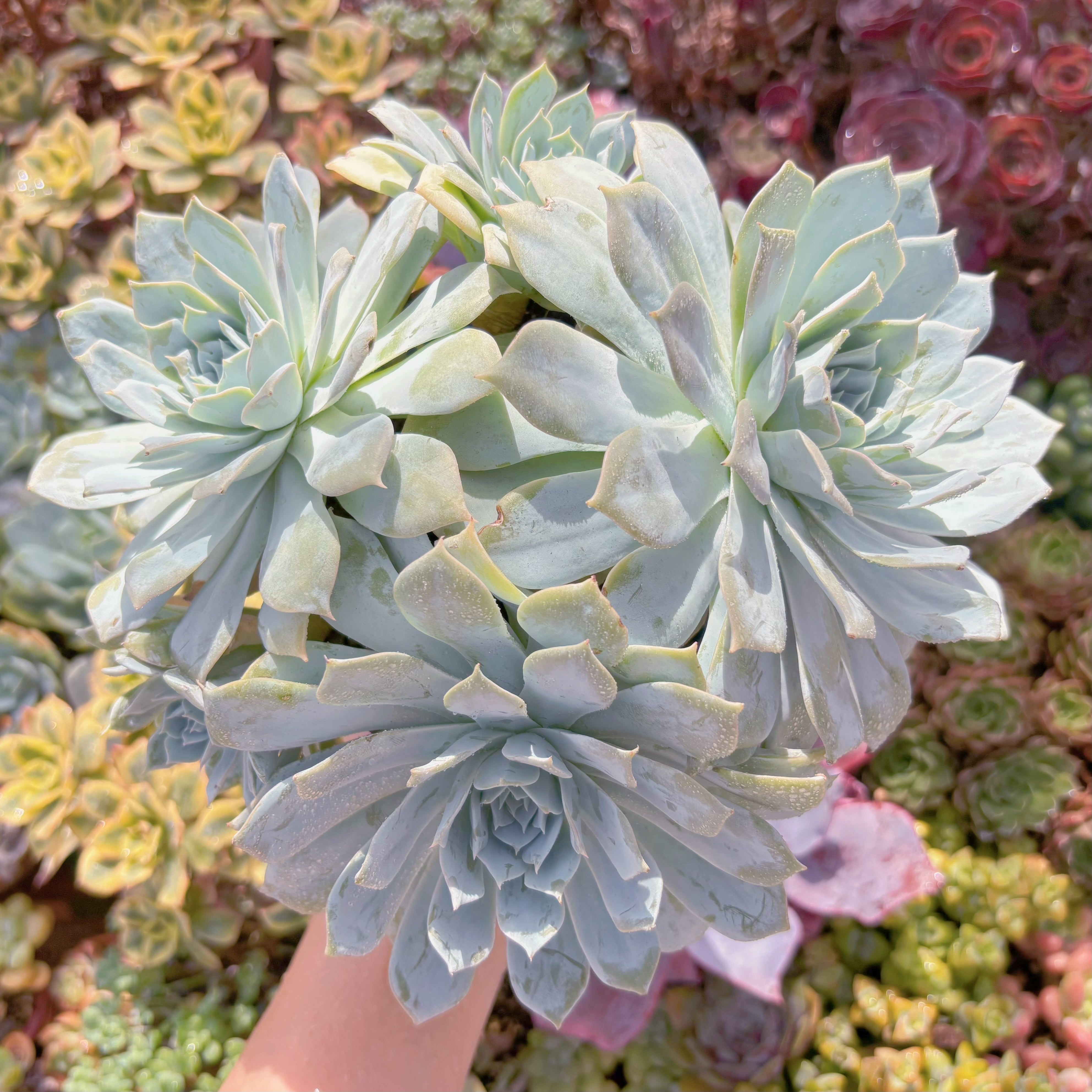 現品　デスメチアナ#216　特特大群生　るる農園