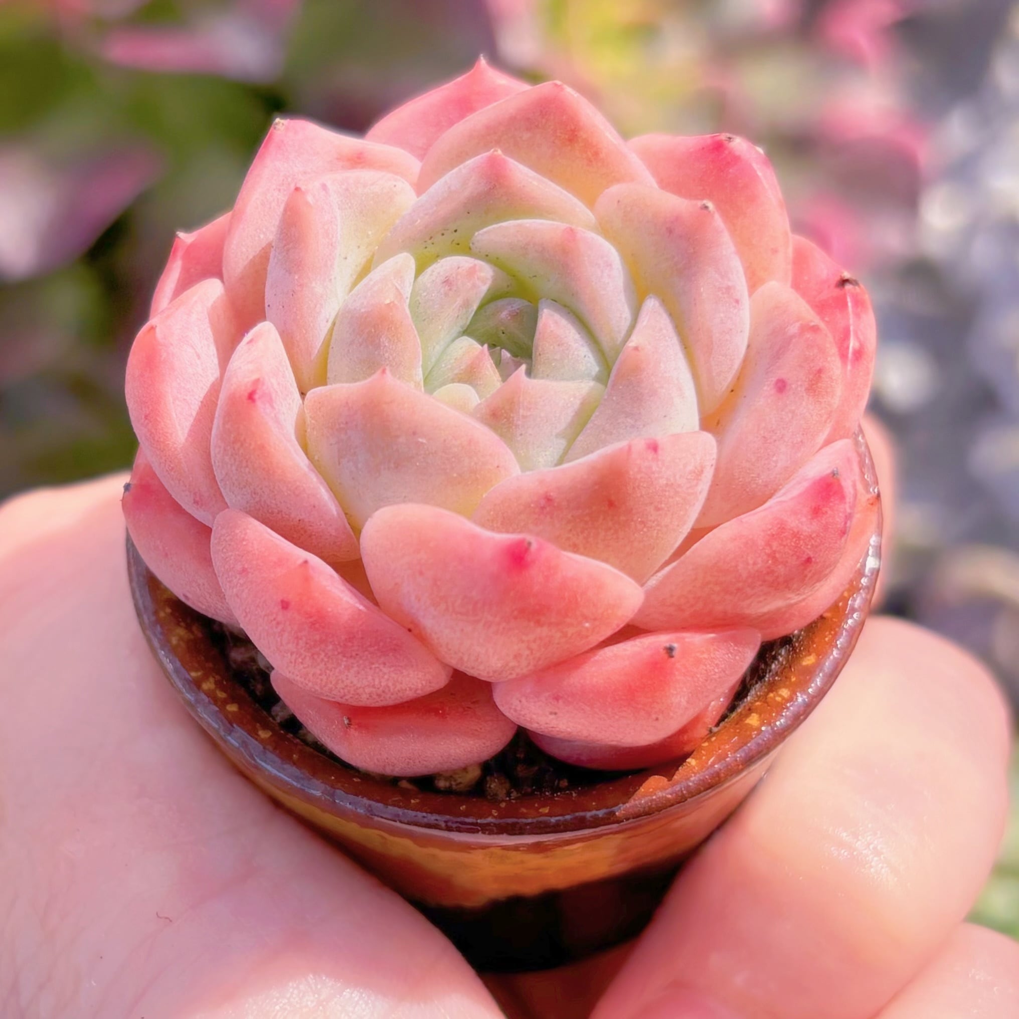 多肉植物　愛神　新入荷　るる農園