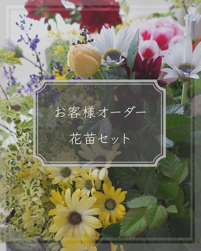 【お客様追加オーダー花苗】クリロー、ユーフォルビア