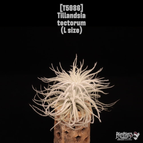 Tillandsia tectorum L〔ティランジア〕T5986