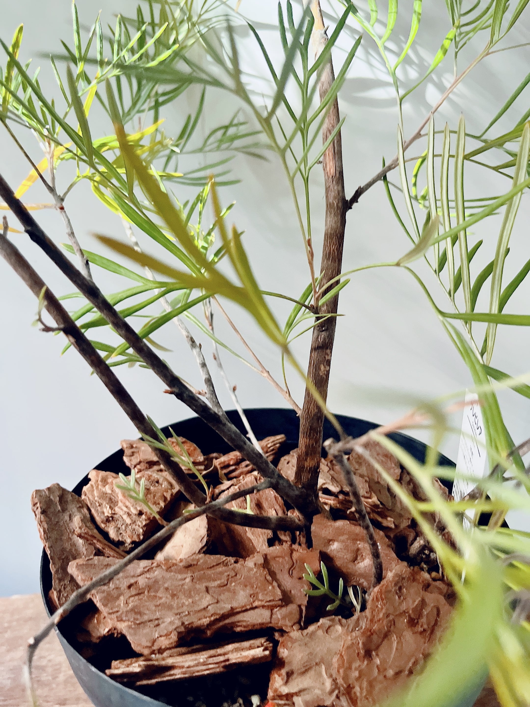 グレビレア　カランドラジェム　超希少品種　オージープランツ グレビレア カランドラジェム 超希少品種 オージープランツ 【公式通販】