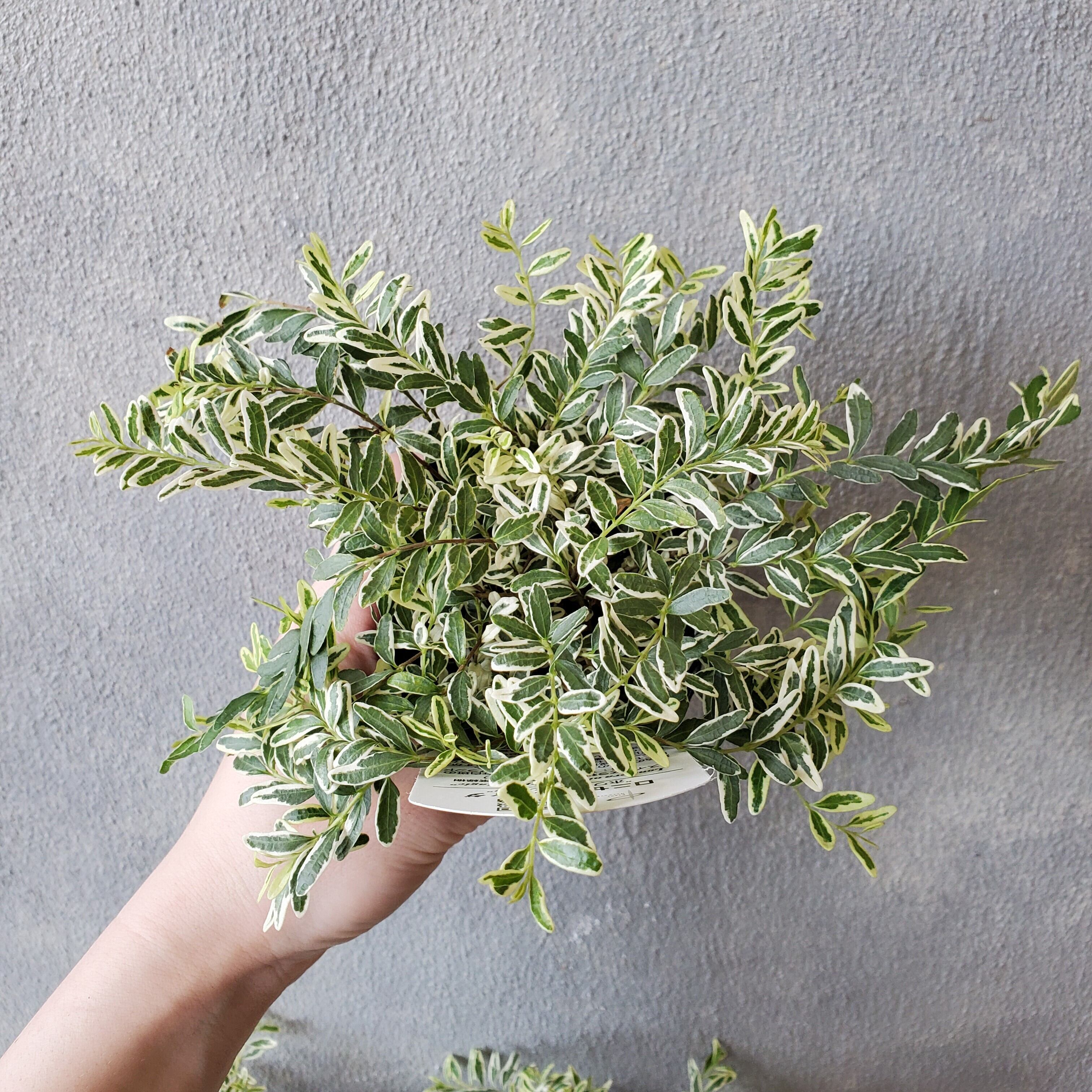 ロニセラ ホワイトマジック 橋本種苗園