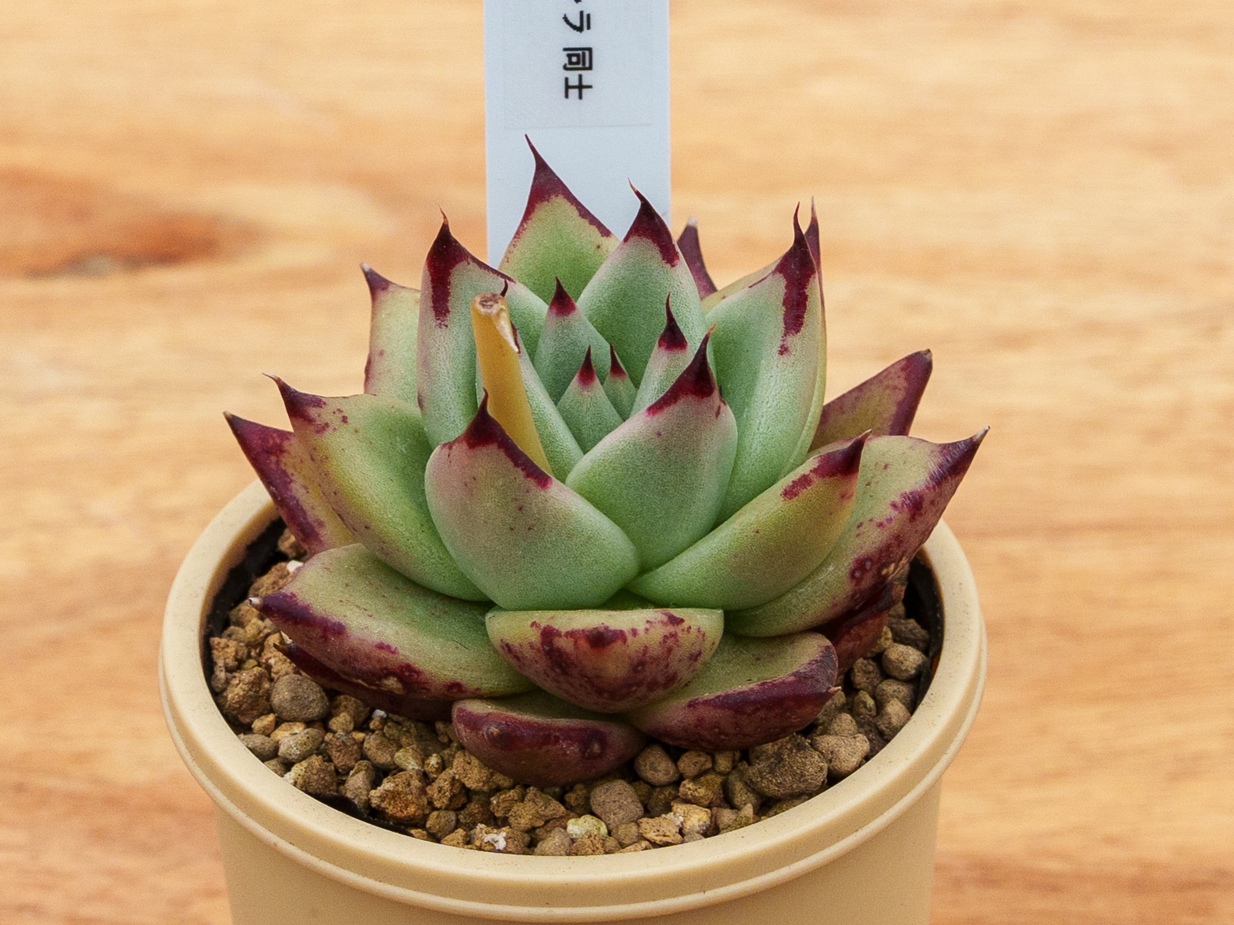 Fセット | クアトロ