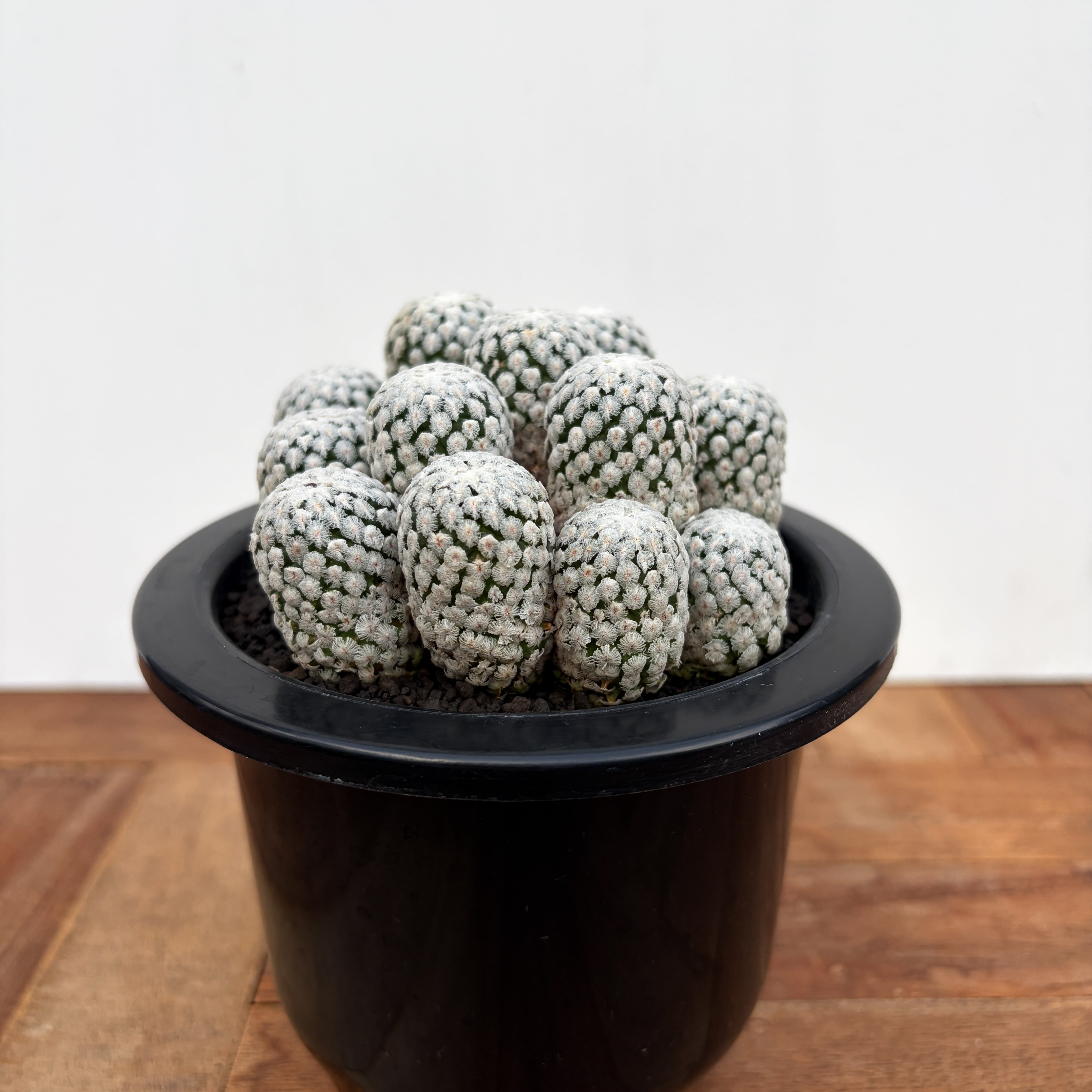 Turbinicarpus valdezianus【ツルビニカルプス・バラ丸】 | RIMO'S