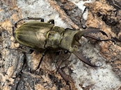 《メアレーミヤマ 36mm ペア》