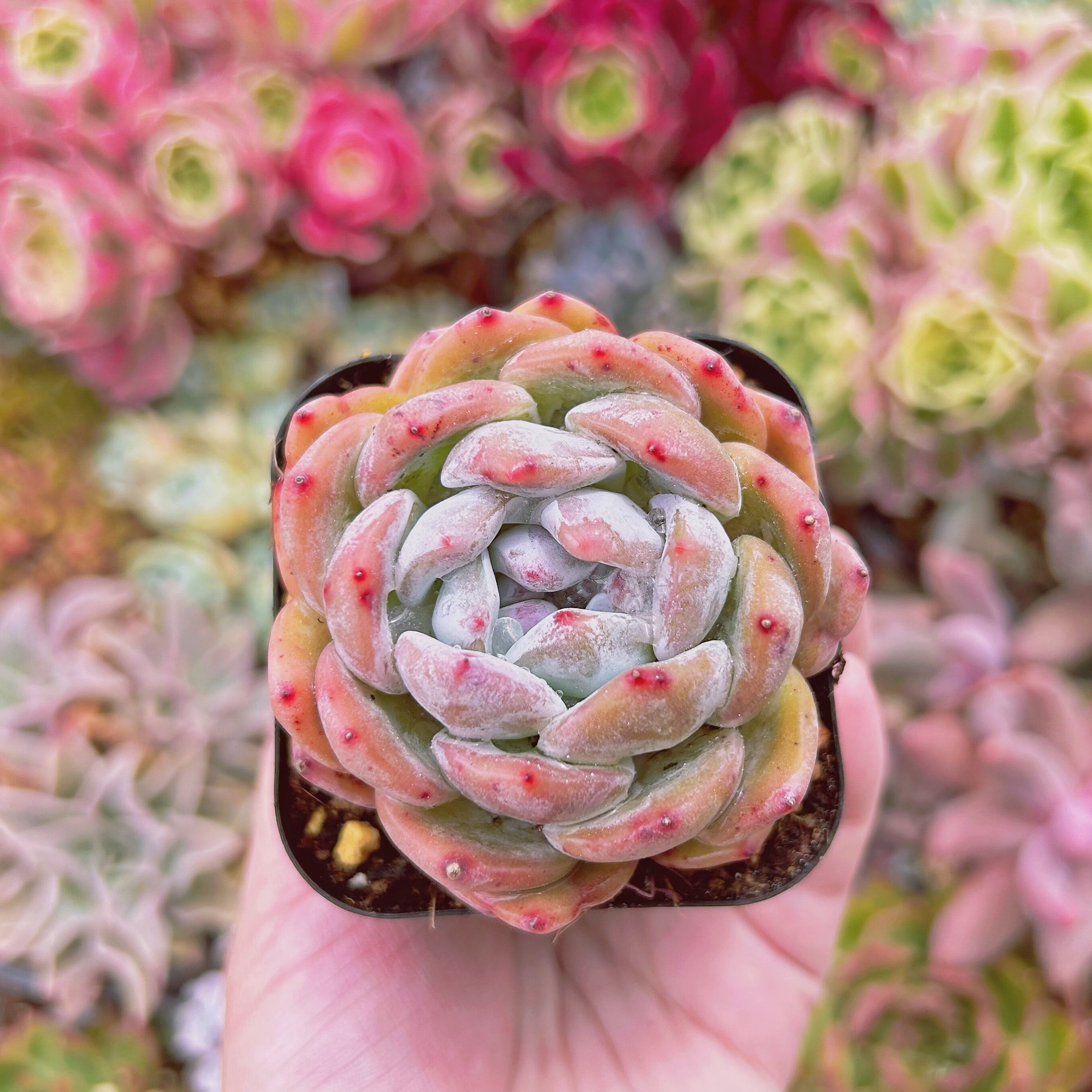 現物　多肉植物　スノーアンジュ