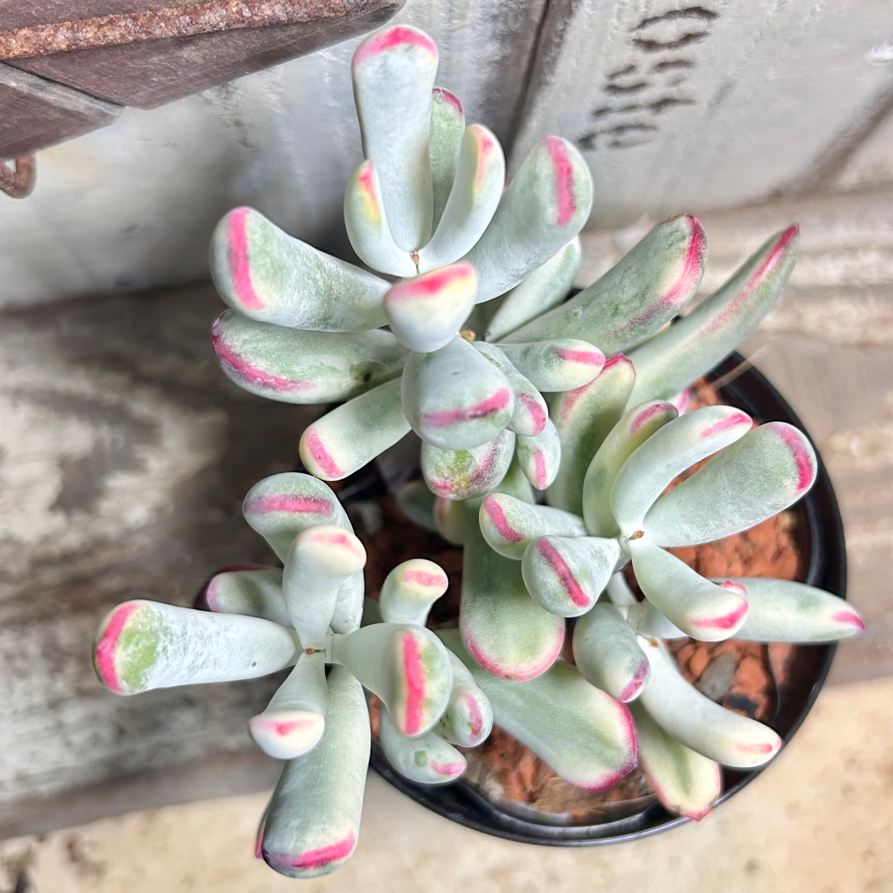 錦 | RuPo 多肉植物専門店