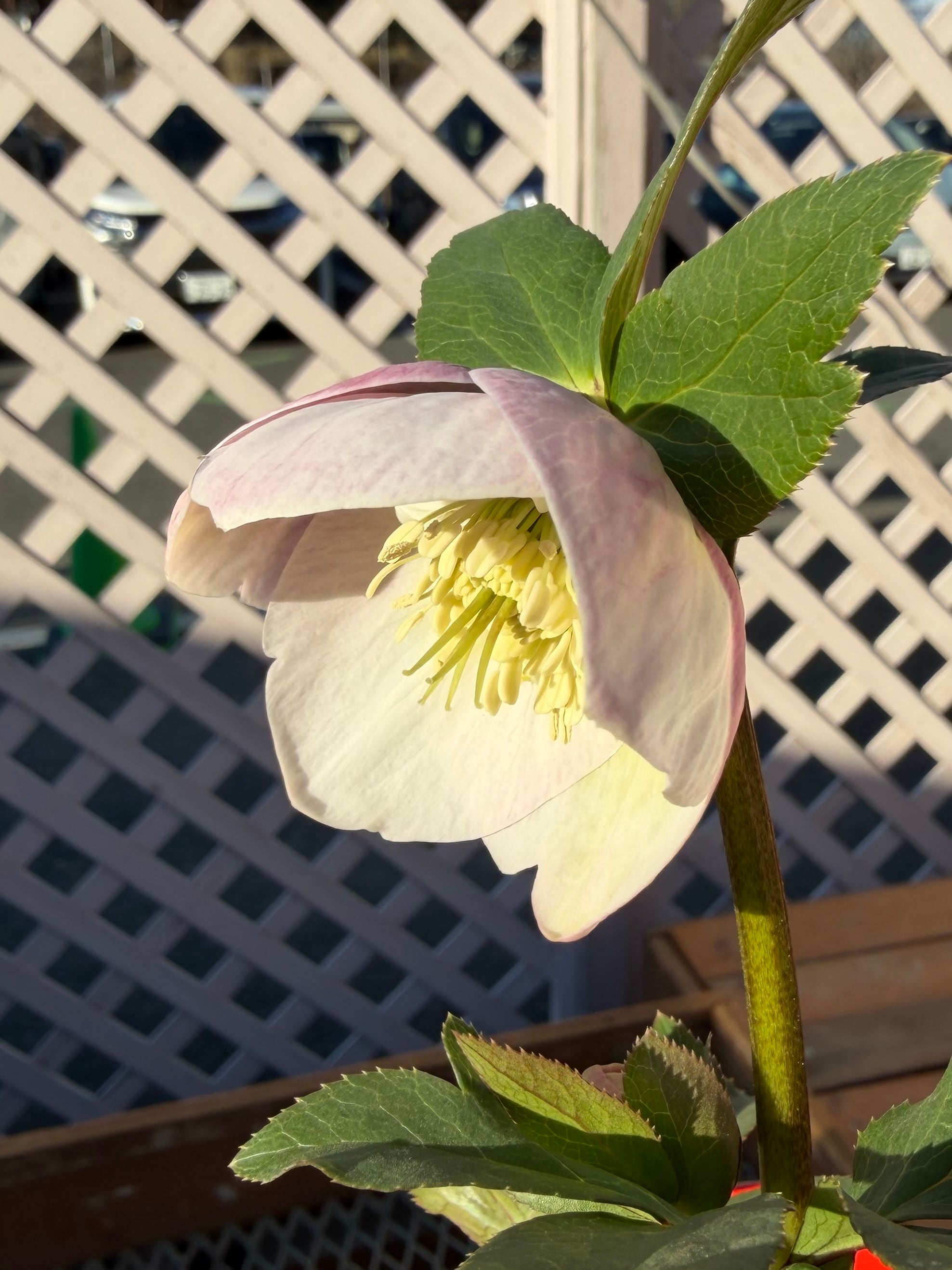 花 | あしかがフラワーパーク
