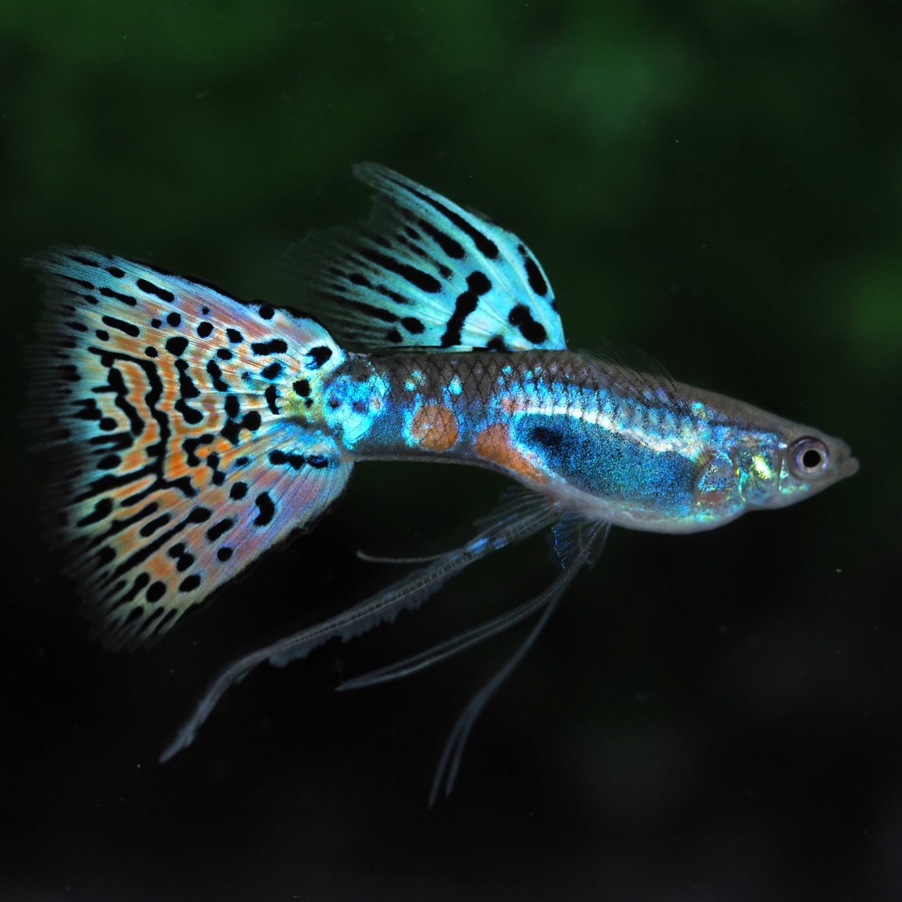 【セール】ラズリーレッドグラスリボン　若魚1カルテット＋おまけ1カルテット