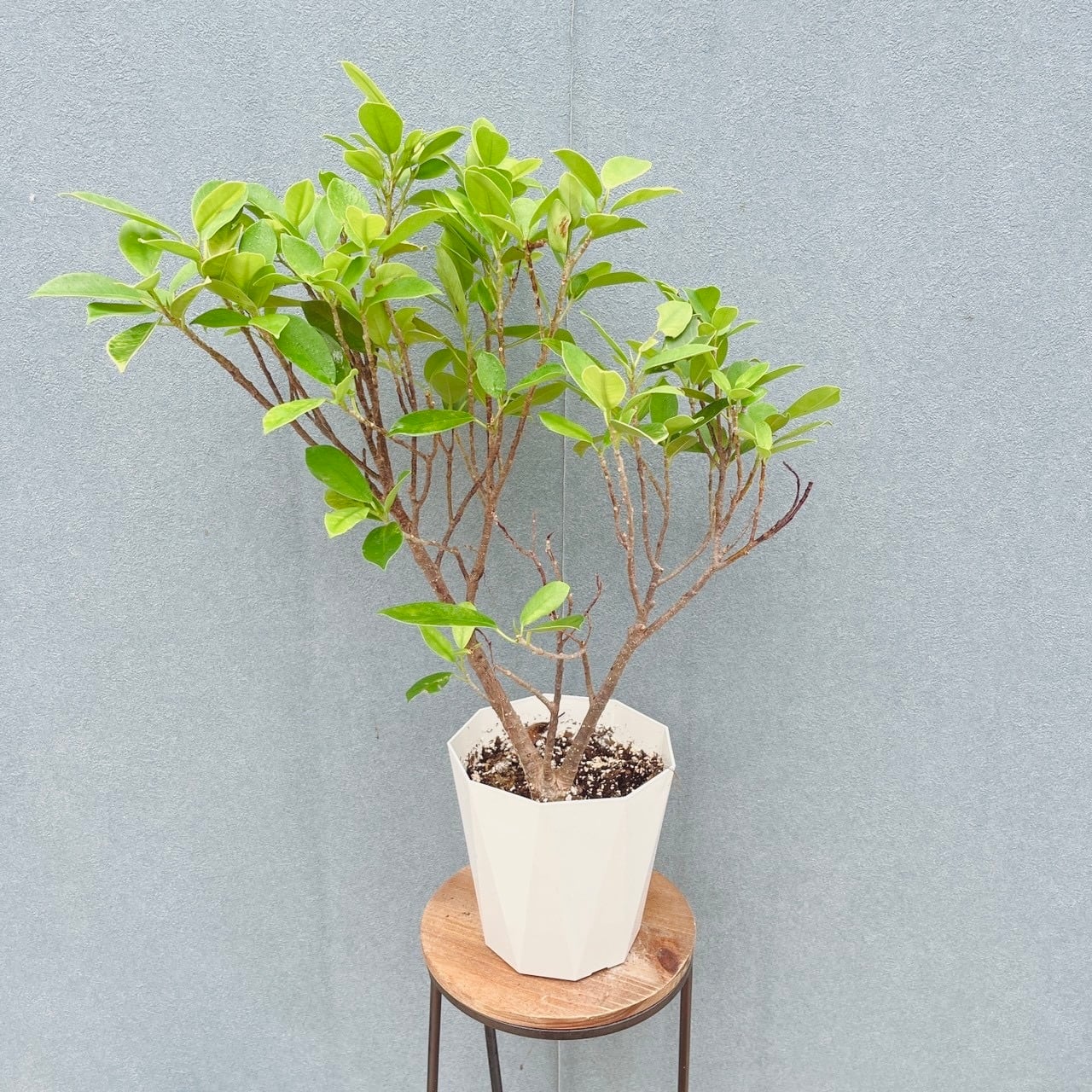 現品］【希少】96番 黄金ガジュマル 5号 観葉植物 室内 レア ゴムの木
