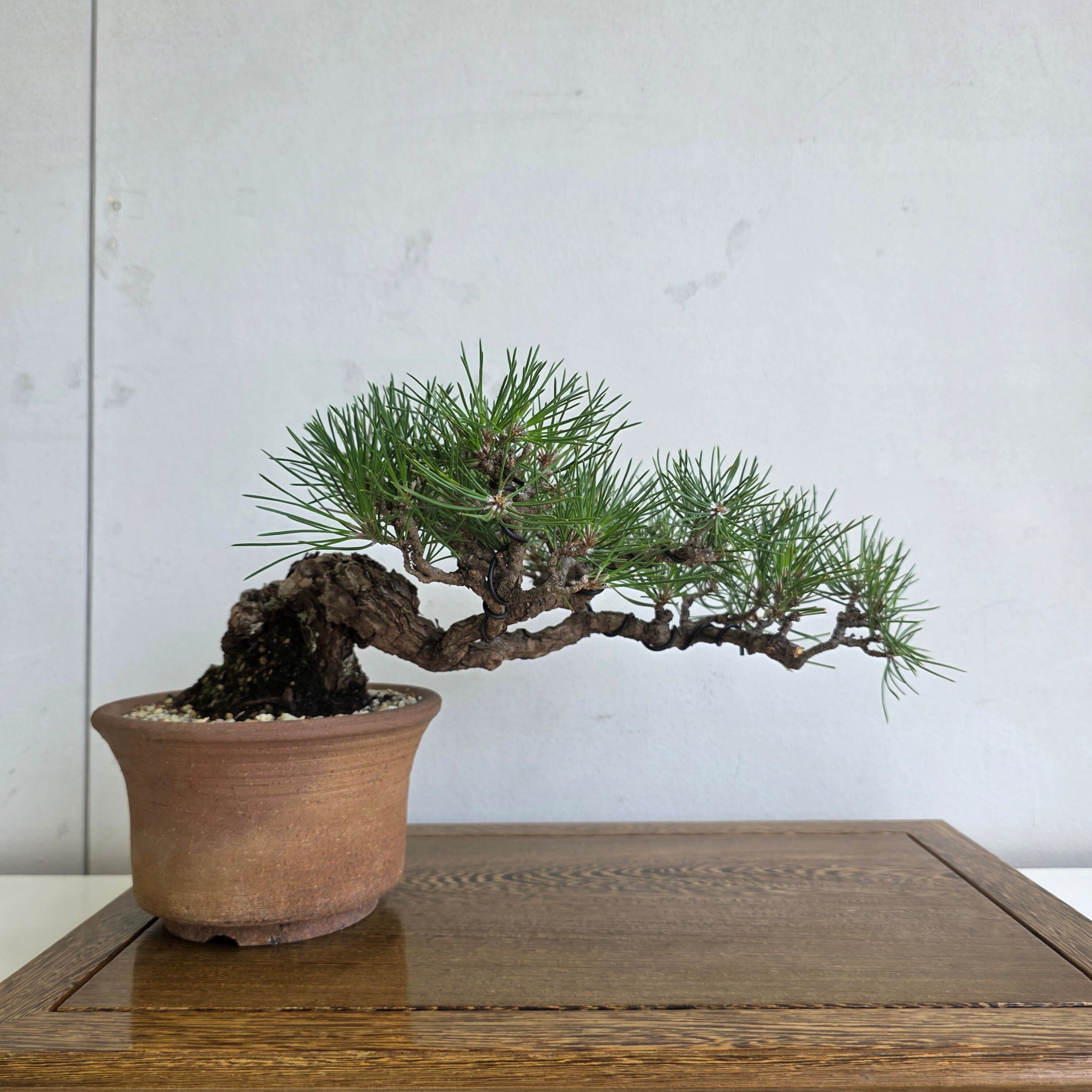 赤松 小品盆栽 模様木 盆栽愛好家おすすめ 樹高22cm 松_黒松_五葉松