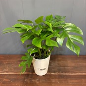 【新着3日限定10%OFF】ヒメモンステラ【303】