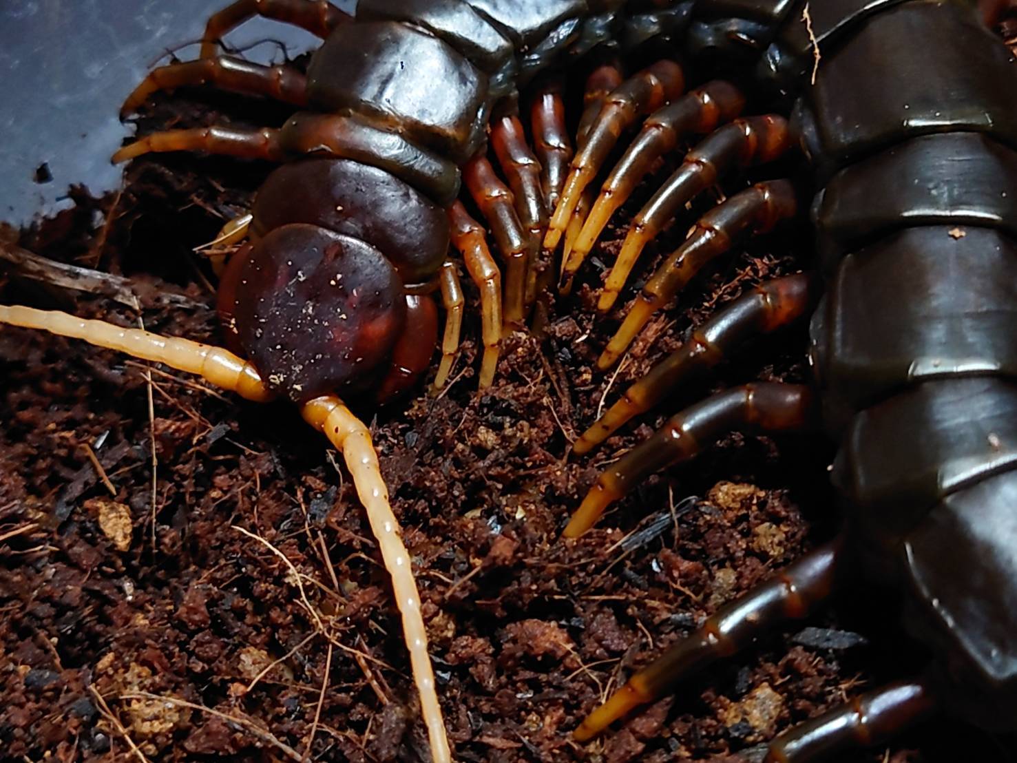 ジャワダークナイトセンチピード 1匹 ダンゴムシ ワラジムシ ヤスデ ムカデ おだんごくらぶ