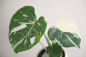 【S】モンステラ タイコンステレーション/Monstera deliciosa ※陶器鉢カバー付き