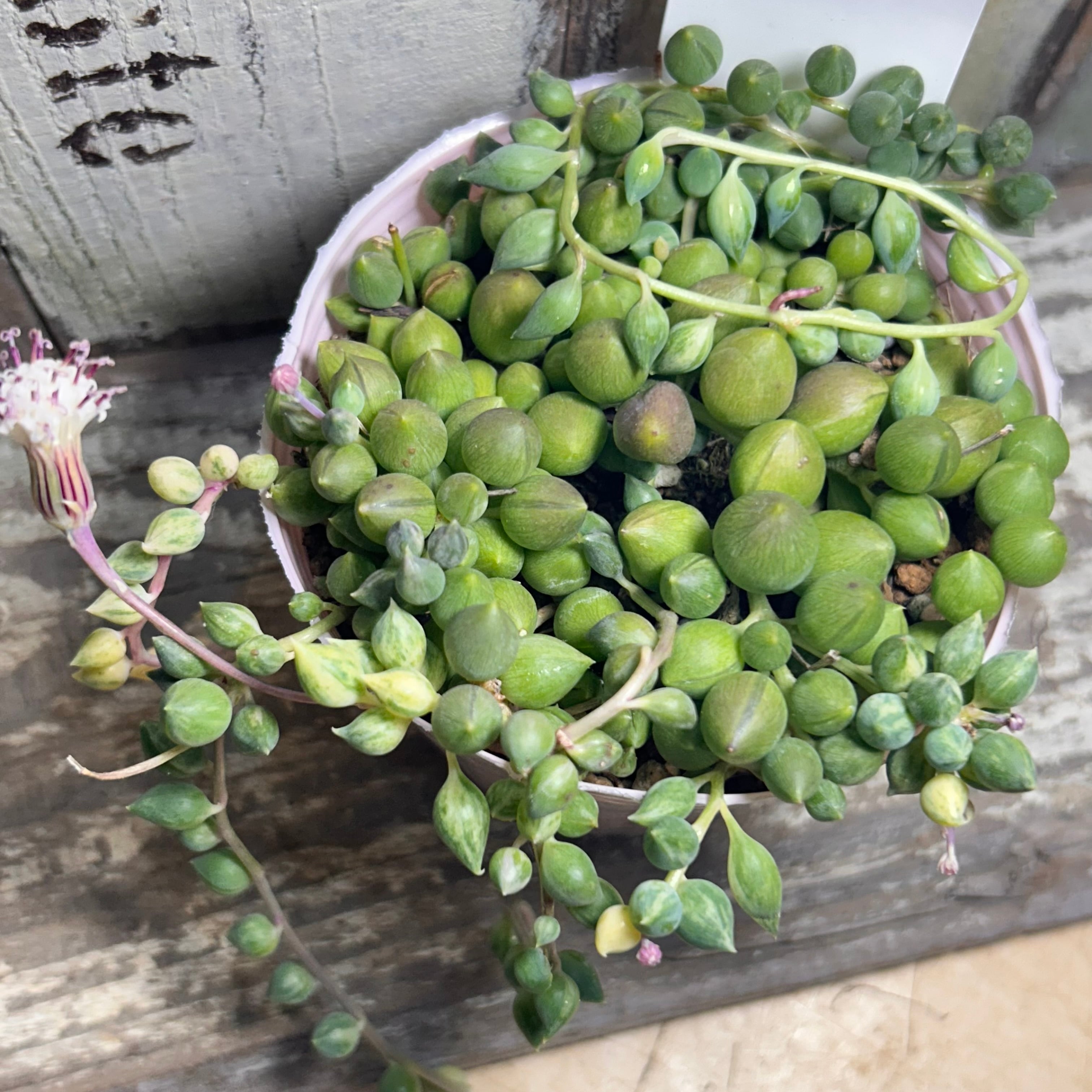 エンジェルティアーズ2ポット ピーチネックレス錦多肉セネシオ紅葉プラ鉢プレステラ エンジェルティアーズ2ポット ピーチネックレス錦多肉セネシオ紅葉プラ