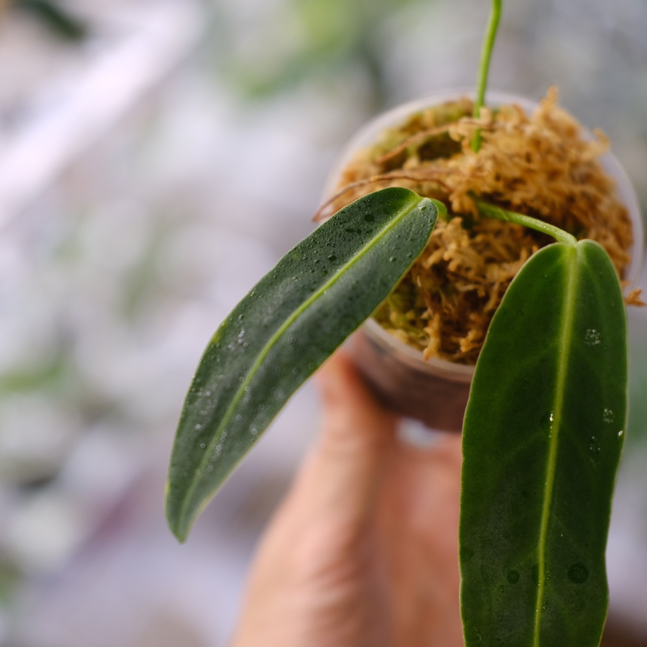 アンスリウム ワロクアーナム / Anthurium Warocqueanum⑯ / 観葉植物<育て方・花言葉>