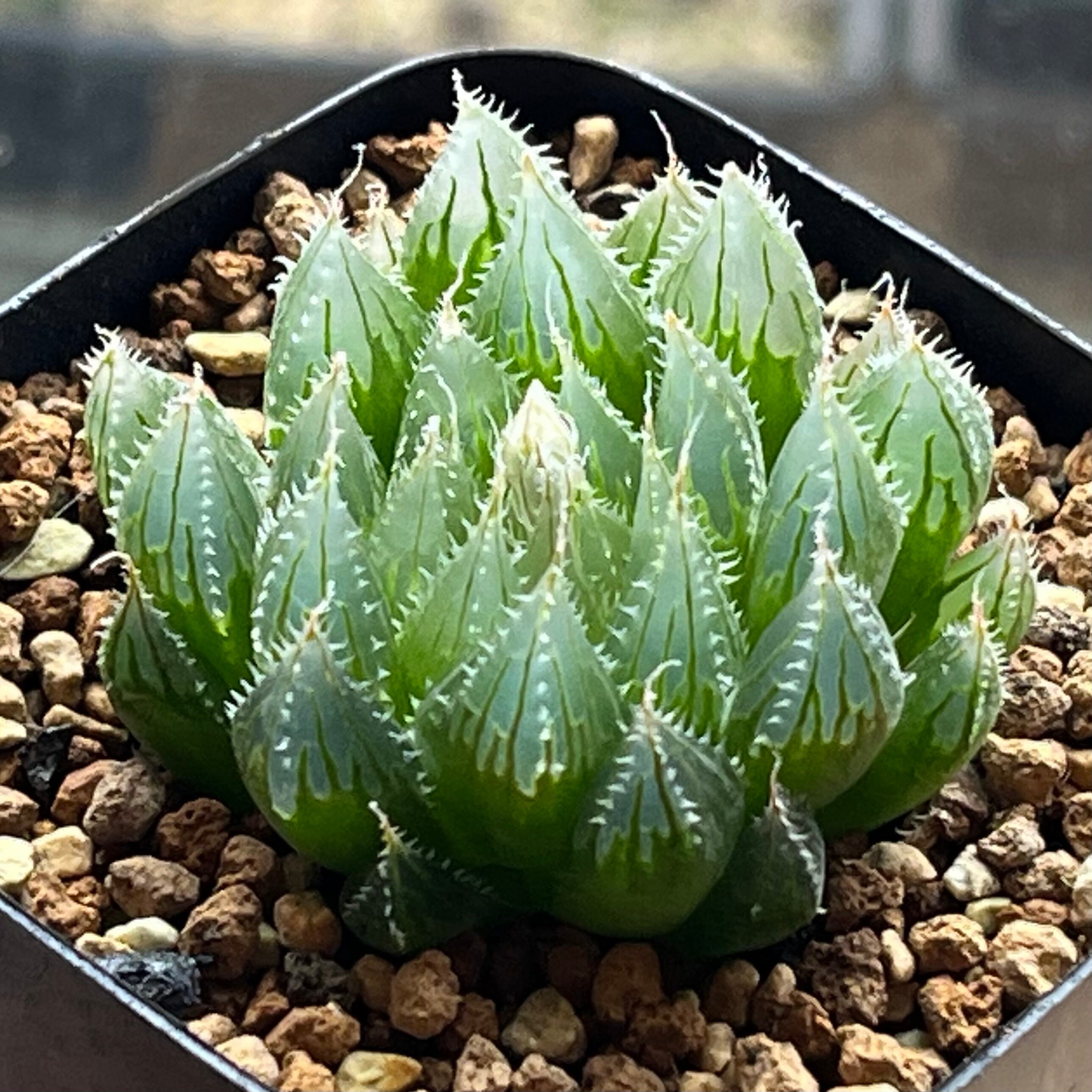 オブツーサ系 | mocono_plants