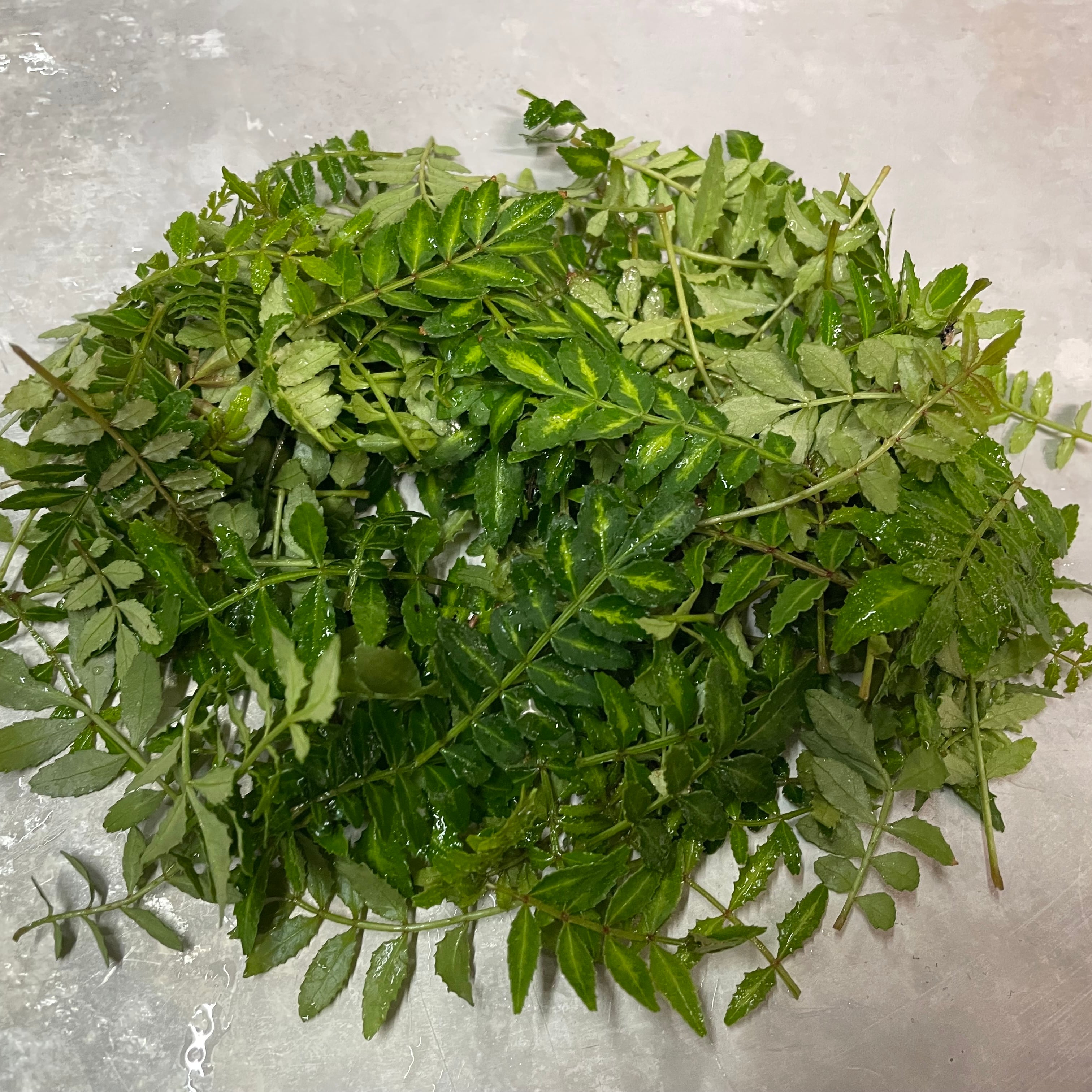 国産・無農薬】木の芽（山椒の葉）｜料理用｜クール便発送 | tokusashop