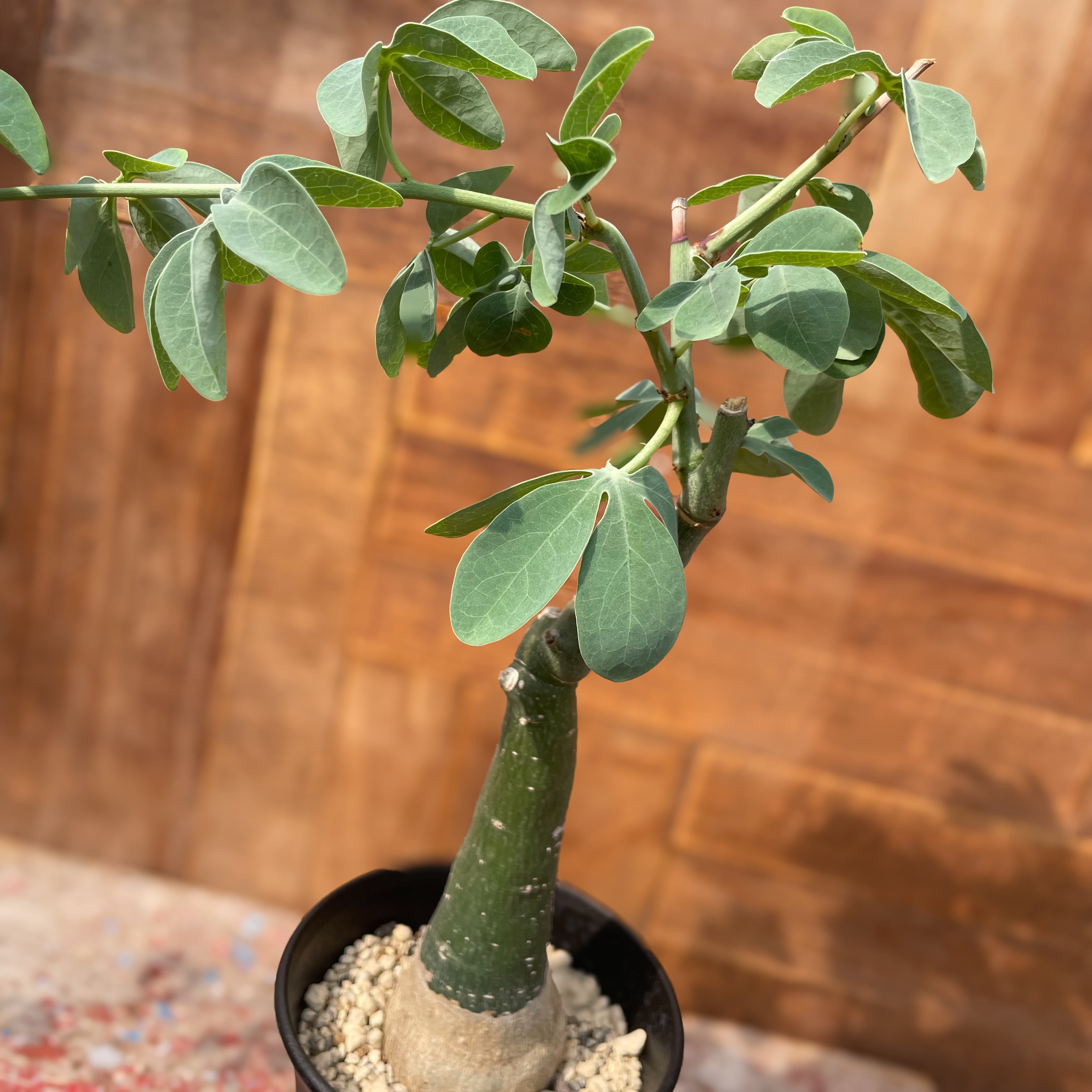 アデニア グラウカ （Adenia glauca【アデニア・グラウカ・実生