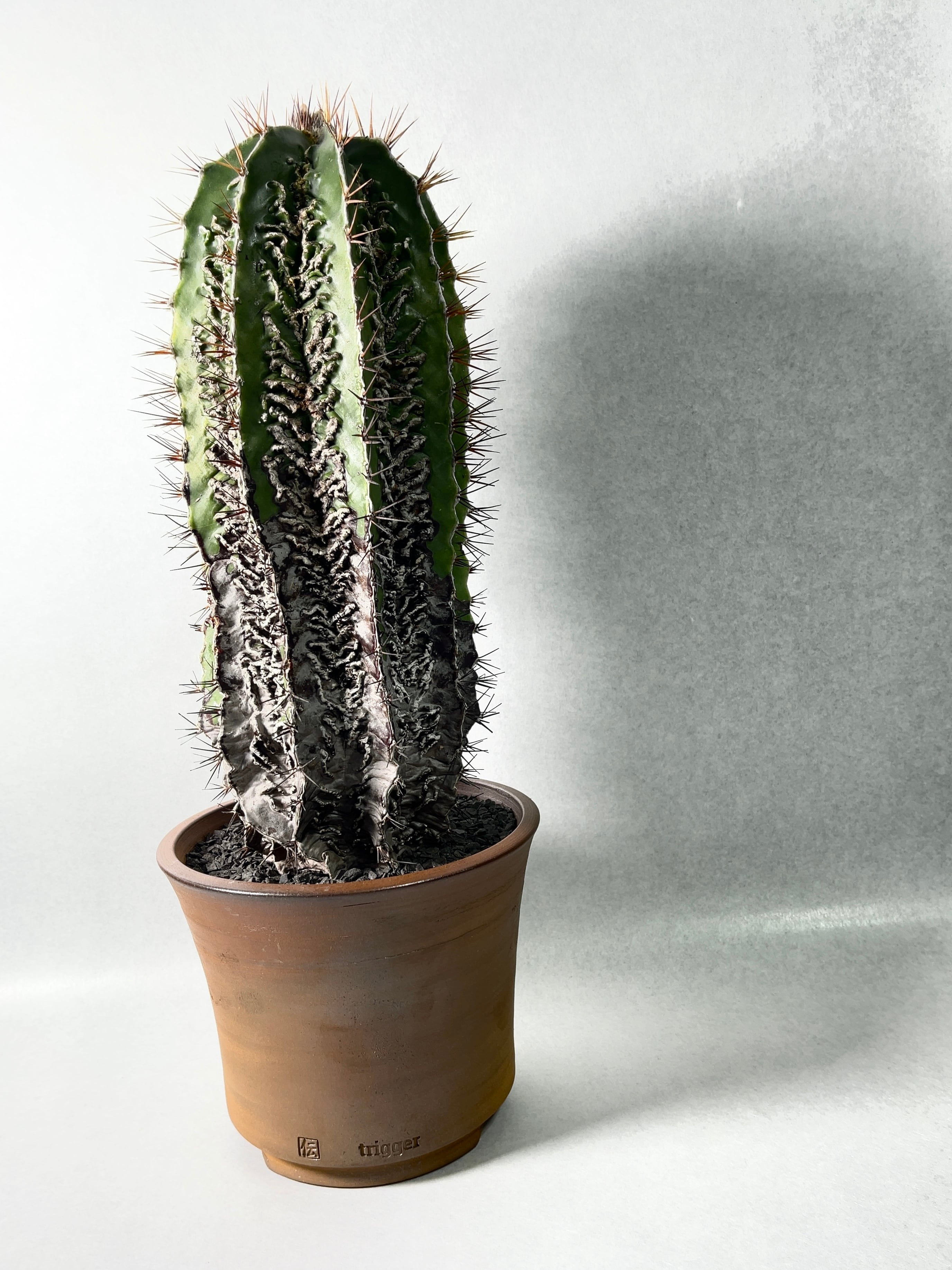 アストロフィツム・白条複隆般若 | trigger