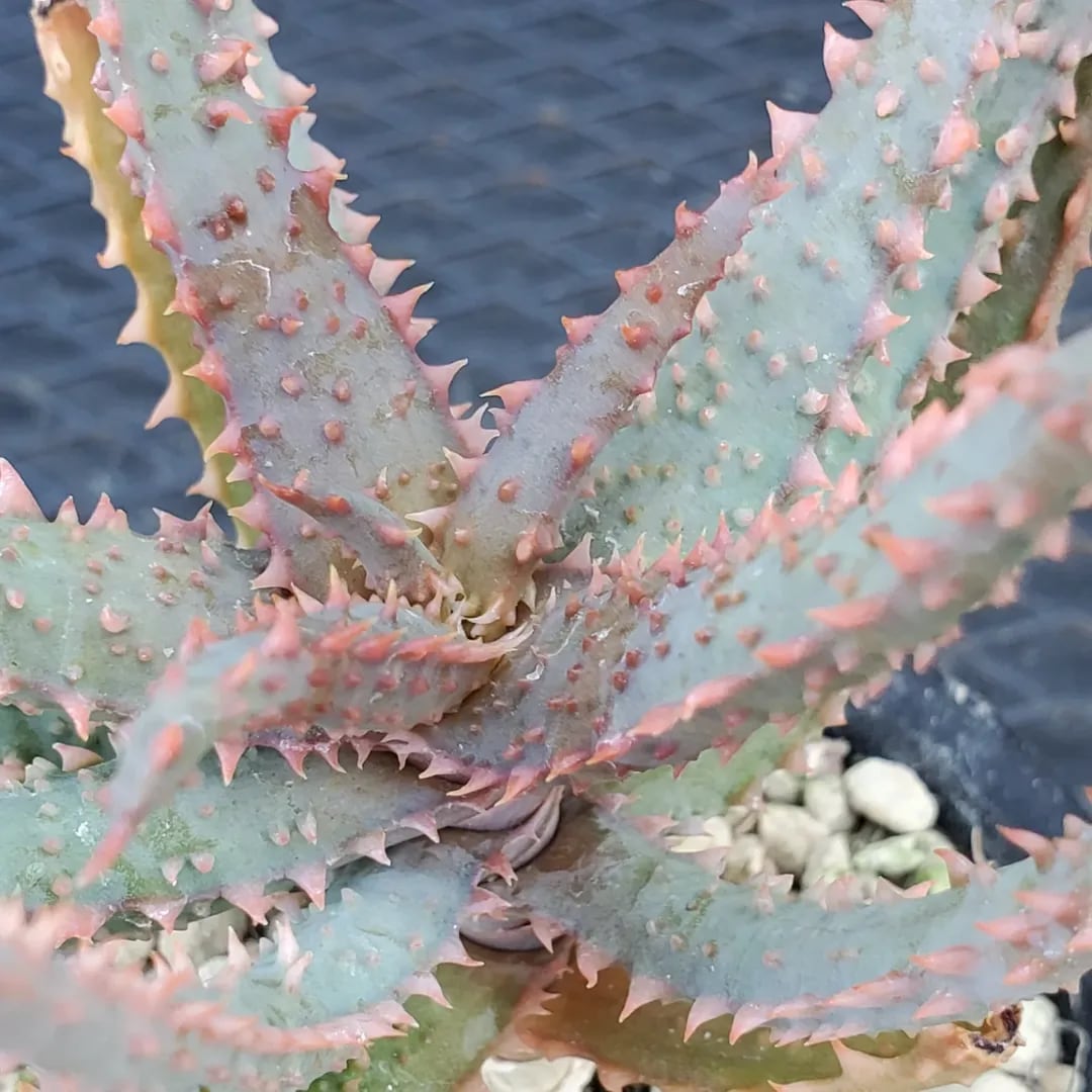 F00560_Aloe castilloniae Hybrid：アロエ・カスティロニアエ