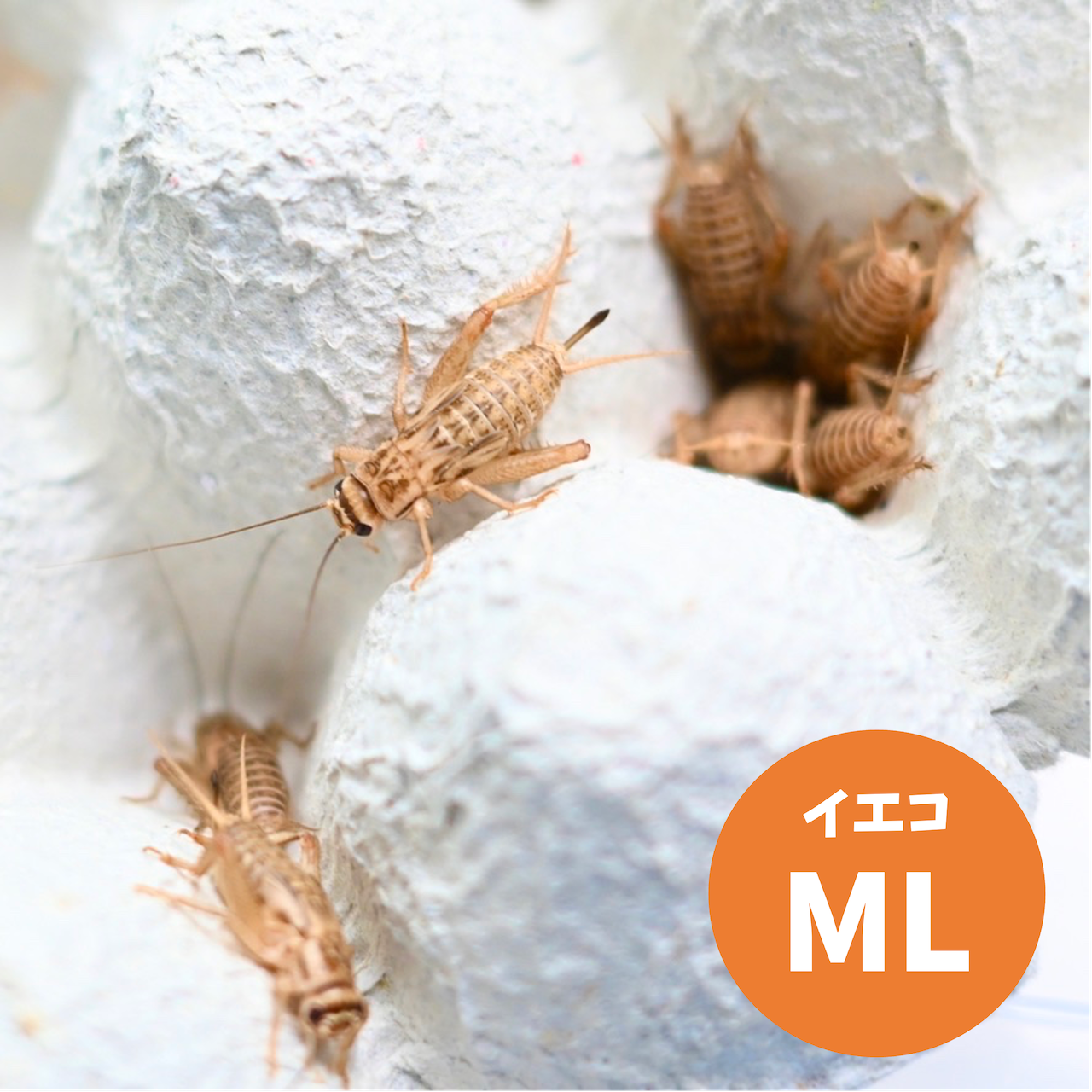 72401448332f1ce21310fa81644503