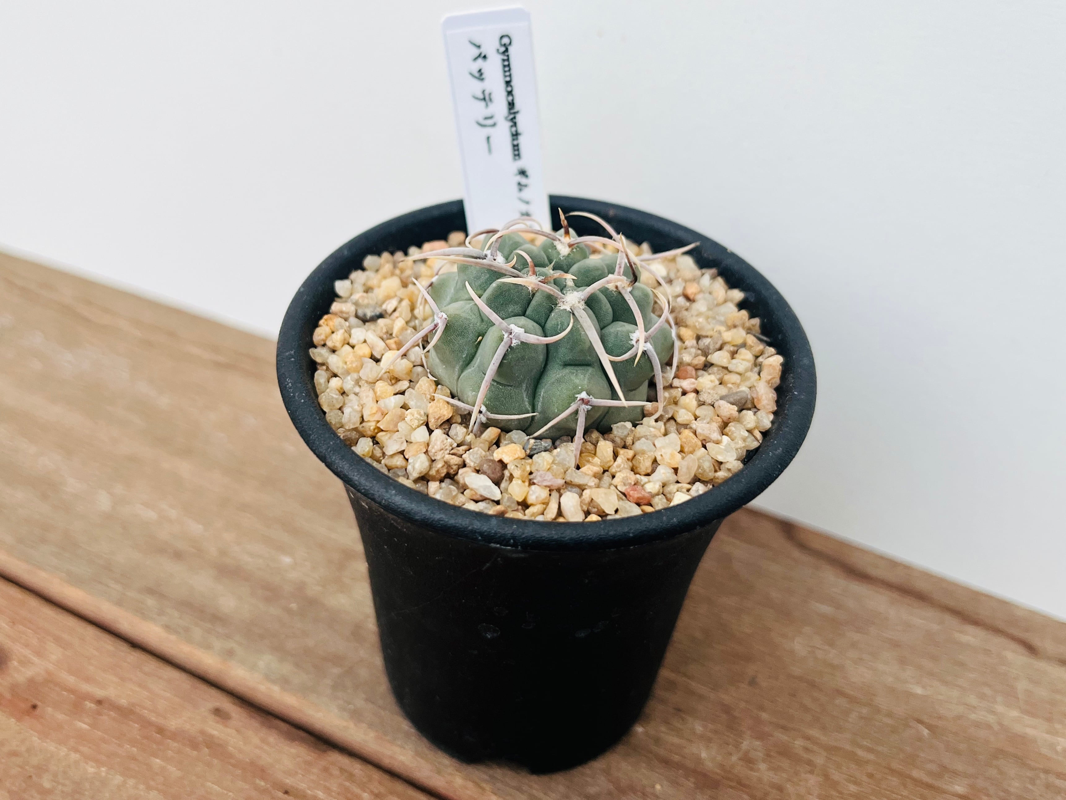 Gymnocalycium vatteri ギムノカリキュウム スーパーバッテリー 狂刺