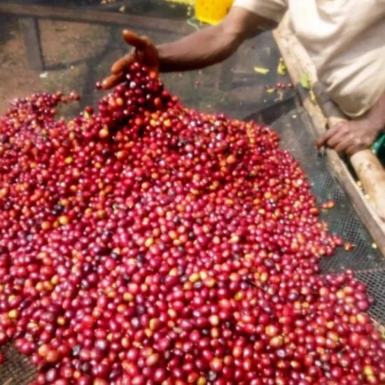 Ethiopia Kaffa Zinabu Farm Geisha G3 Natural（エチオピア カッファ