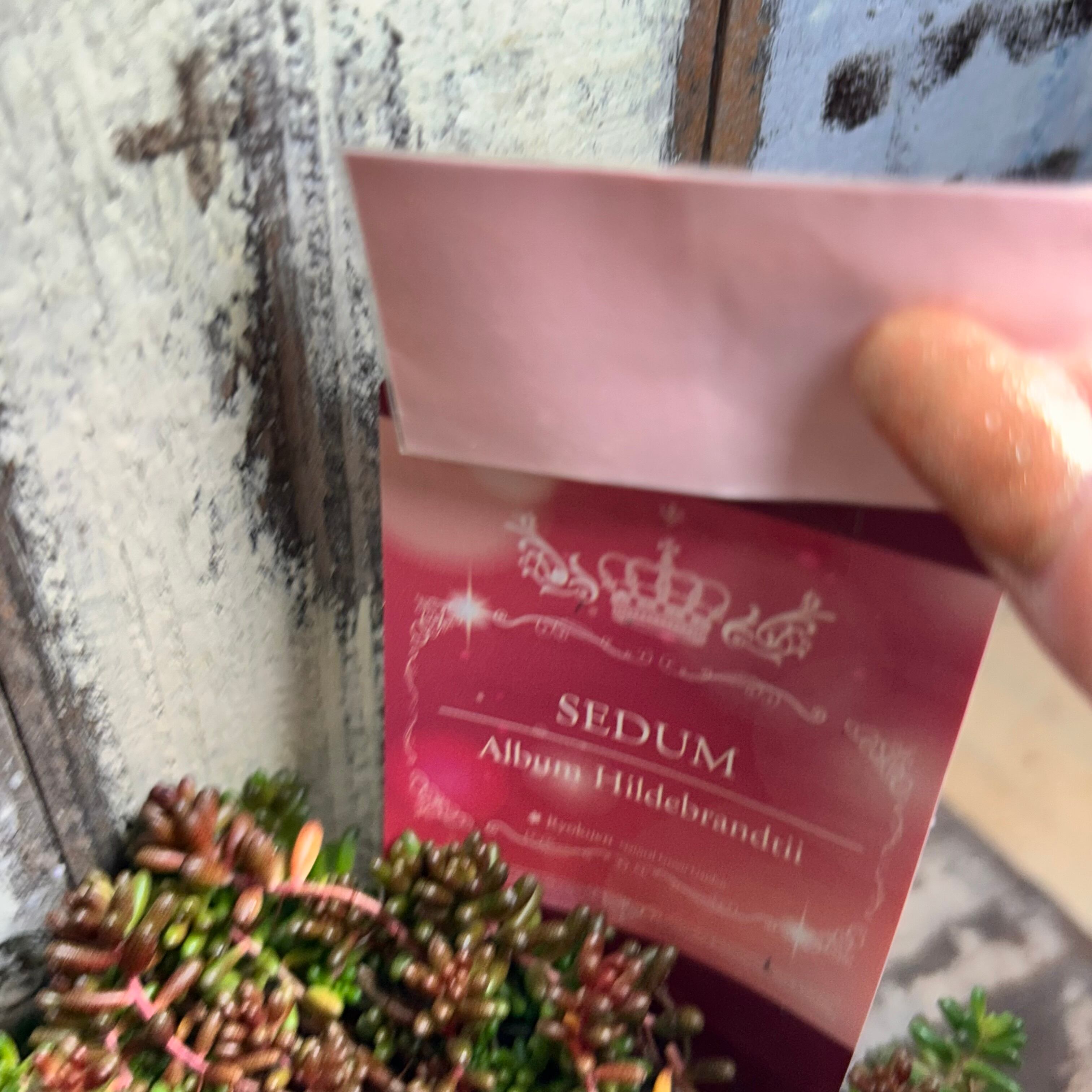 アルブム ヒレブランティ セダム | RuPo 多肉植物専門店