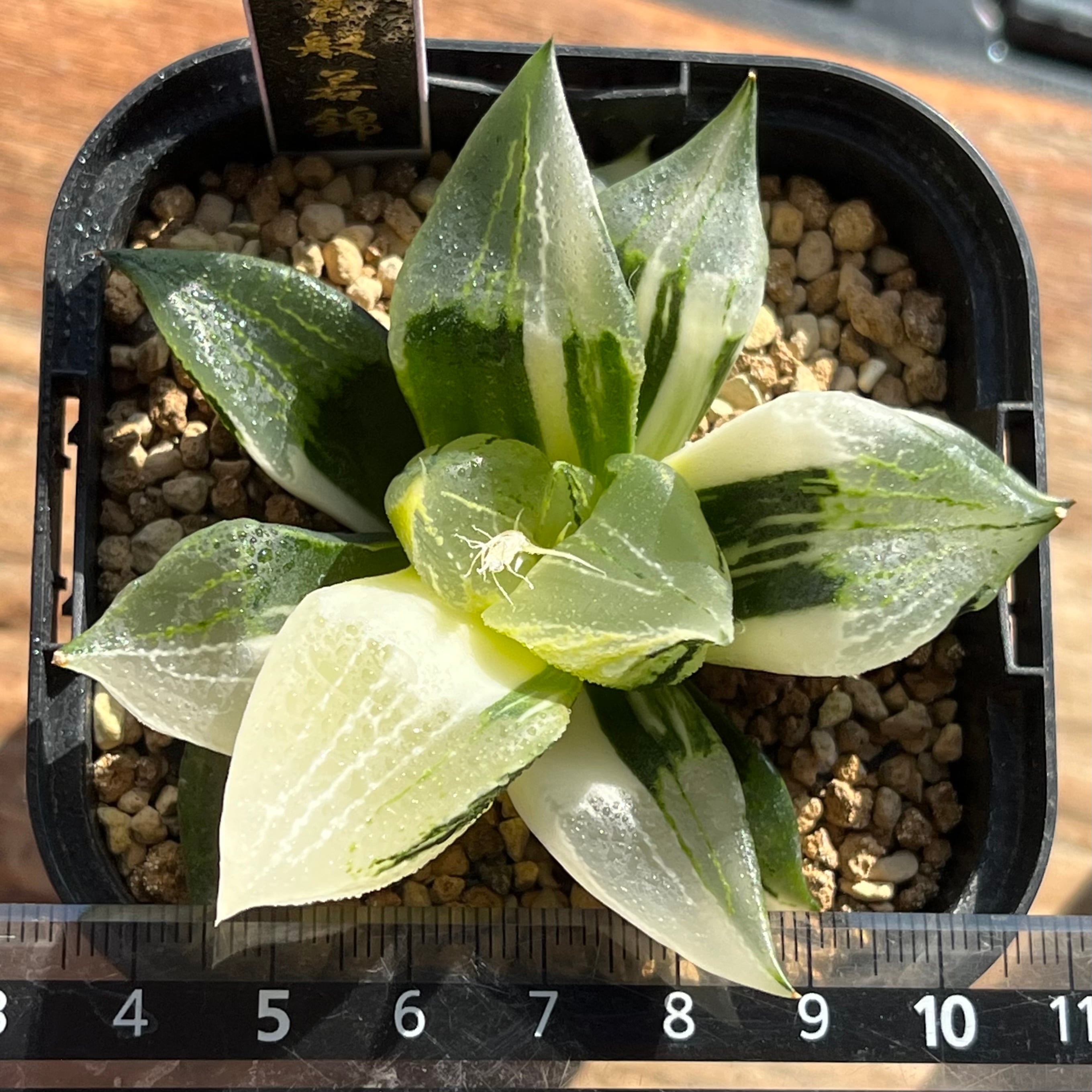 ハオルチア B型コンプトミュータント錦① | mocono_plants