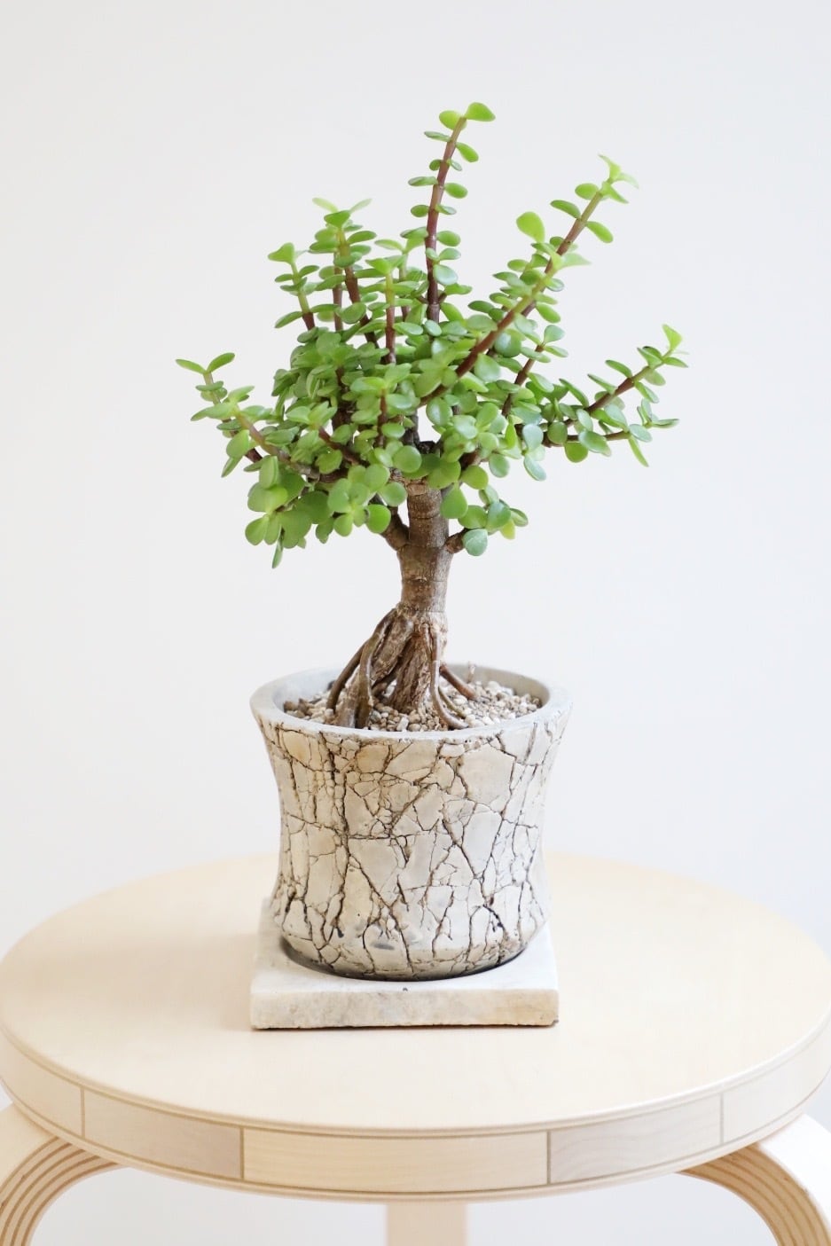 S】ポーチュラカリア 銀杏木/Portulacaria afra | 【厳選植物・器