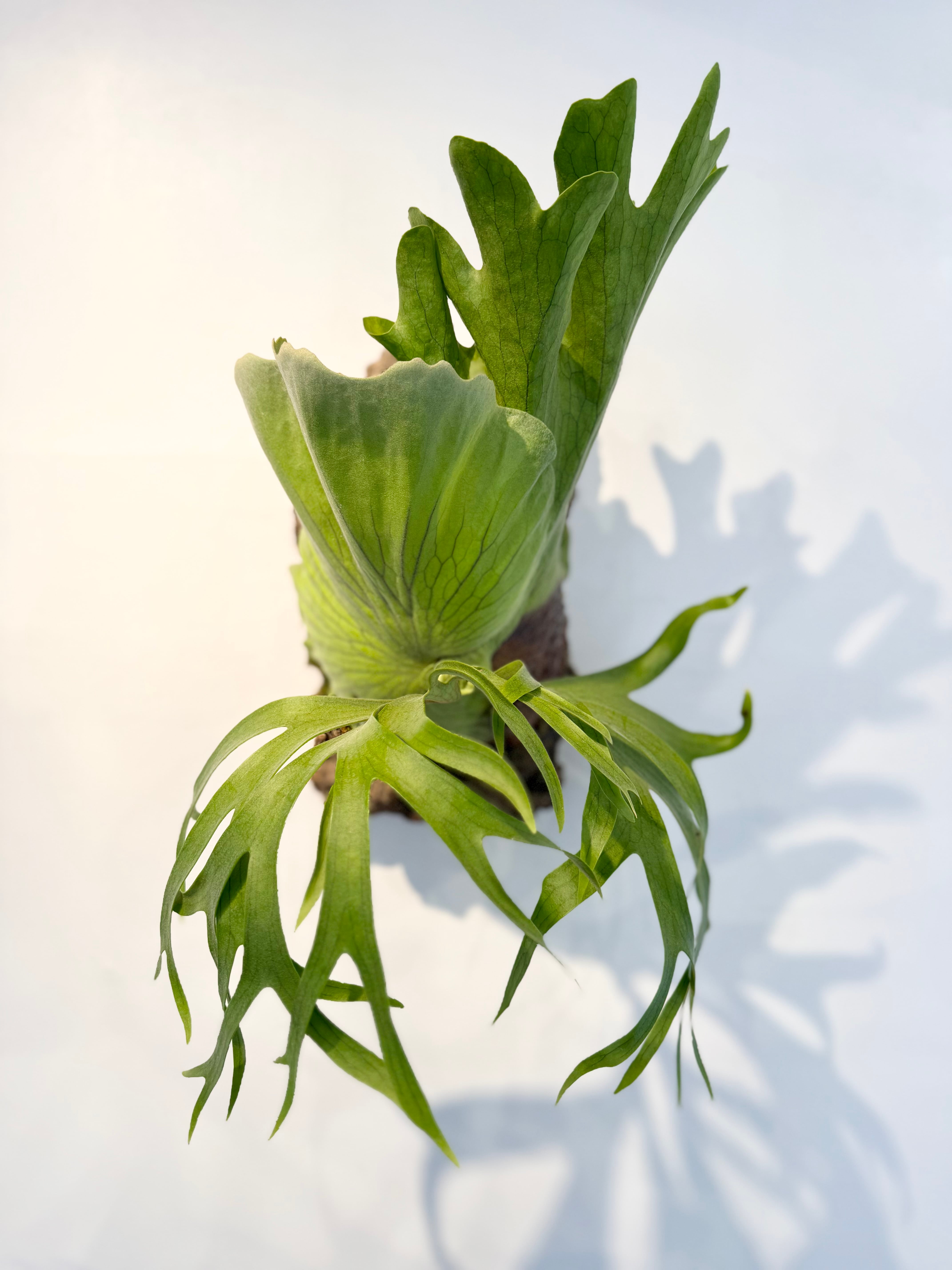 Platycerium_ビカクシダ | vandaka plants